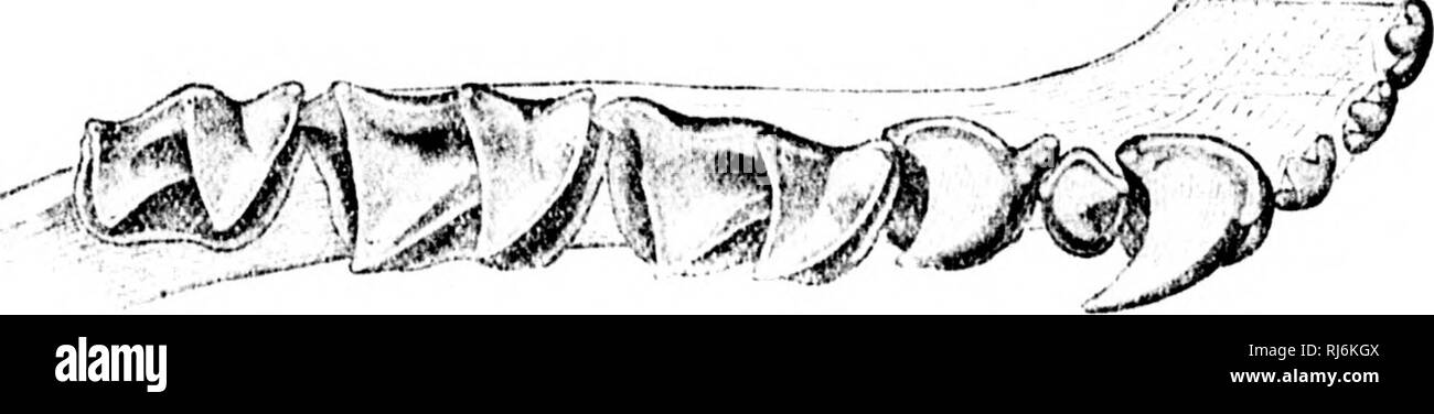 . Una monografia di pipistrelli del Nord America [microformati]. I pipistrelli; Chauves-souris. Â v-5.. Si prega di notare che queste immagini vengono estratte dalla pagina sottoposta a scansione di immagini che possono essere state migliorate digitalmente per la leggibilità - Colorazione e aspetto di queste illustrazioni potrebbero non perfettamente assomigliano al lavoro originale. Allen, Harrison, 1841-1897. Washington : G. P. O. Foto Stock