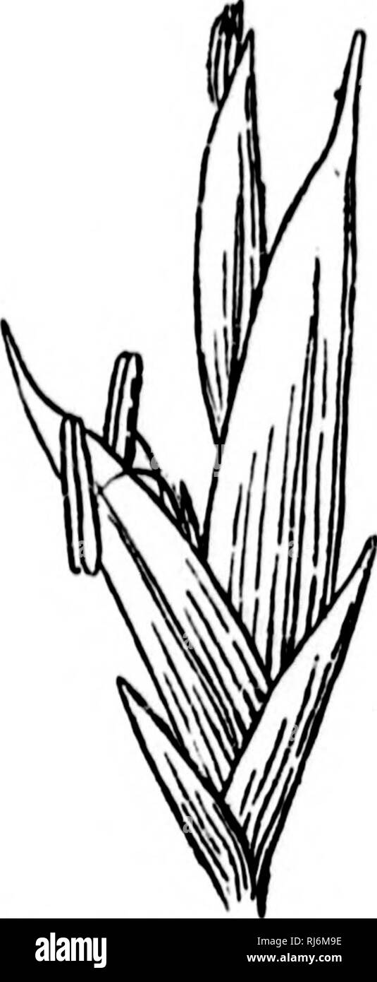 . Erbe del Nord America [microformati] : le erbe classificati, descritto ed ogni genere illustrato, con i capitoli sulla loro distribuzione geografica e una bibliografia. Erbe; piante foraggere; Graminées; Plantes fourragères. f)l-&GT; I'OACK.K.. breve; lame IliU, :•()-";() cm. luiiii', 1-1,5 oin. widt'. J'liniclo vei- siiii])lt'. ir)-"."0 cm. lungo i raggi siiigk', IVw ami pochi-lloverc(]. S|iik('lnts sliortly pedicellate, ol)- luiiU'ly ciirviii"," da tlio asse: primo vuoto glimio 2-2,5 mm., secondo aliont -l't mm. lunga; glume floreali di 4 mm o più lungo, oltre il punto. Co granella Foto Stock