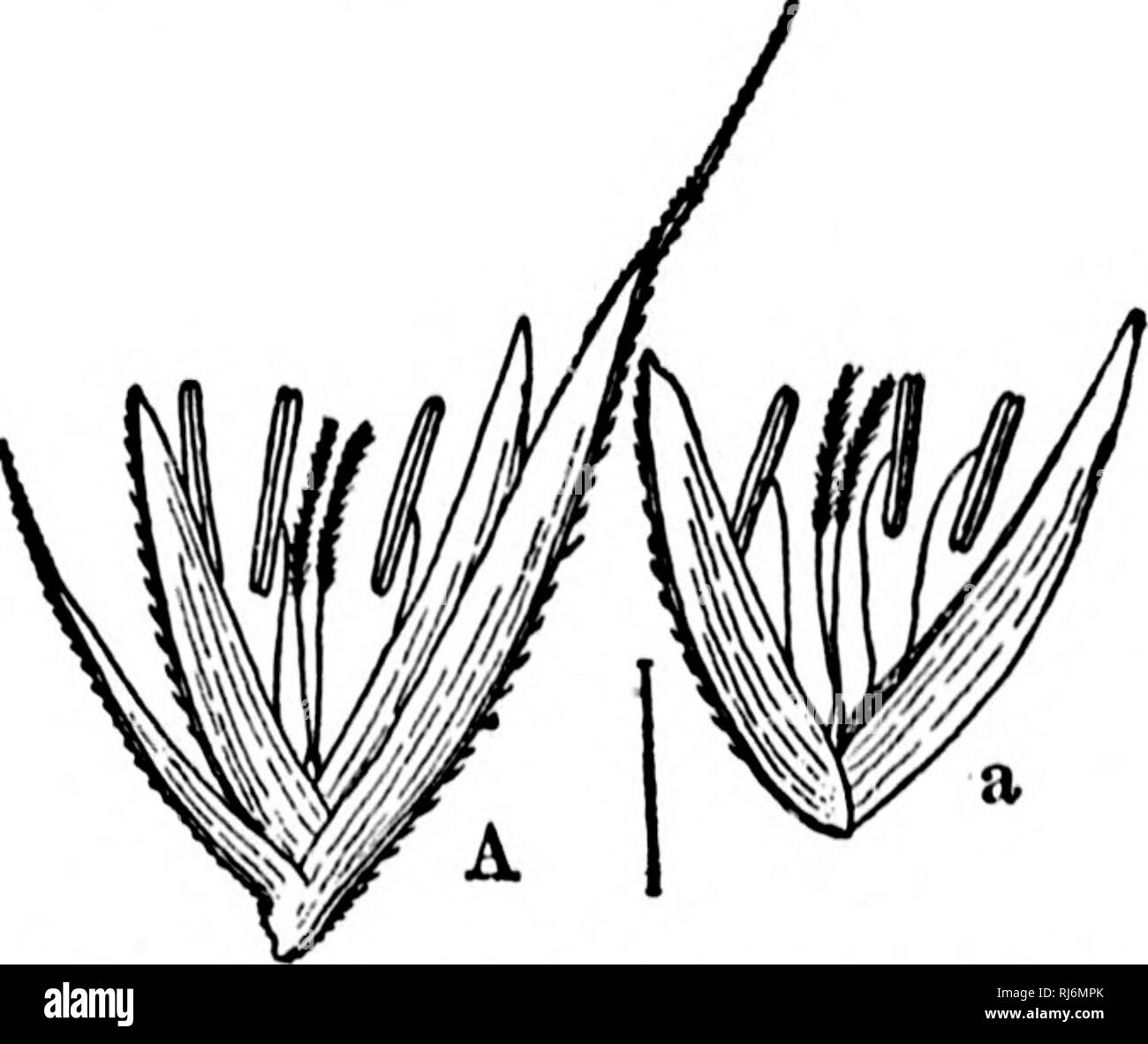 . Erbe del Nord America [microformati] : le erbe classificati, descritto ed ogni genere illustrato, con i capitoli sulla loro distribuzione geografica e una bibliografia. Erbe; piante foraggere; Graminées; Plantes fourragères. CHL(3Nascondi.E. 397 prof. Scribner proteste contro questo trasferimento di Spartina marittima, dando ai suoi motivi nel Boll. Terr. Club, 10:85 (1883). a. I picchi 1-3 cm., 25-30, in una fitta spike. . A. I picchi 2-4 cm., 30-50, strettamente embricata. . A. I picchi 2-7 cm., 3-8 in un flusso ininterrotto di spike. . A. I picchi 3-5 cm. lungo, lame strette, 10-30 cm. lungo. . B. Spikes l-S, leggermente Foto Stock