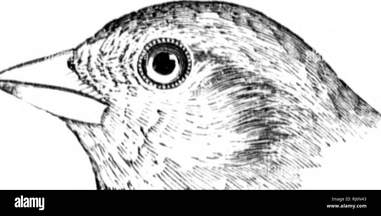 . Gli uccelli del Nord America orientale noto verificarsi ad est del novantesimo meridian [microformati]. Gli uccelli; uccelli; Oiseaux; Oiseaux. &Lt; rown e hack, grigiastro o huffy, venato di hlaok; ishoulder (Locatore win&LT;? Eoverts), nifous J)rown; hreast, striati; j2;reater parte esterna di piuma di coda, compresi web esterna, bianco. Vesper Sparrow. Bay-winged Bunting. Erba Finch. Pi localizza f/ra))iinpit!i. Vedere n. 40S. Corona e indietro, slaty marrone o opaco marrone rufous ; le natiche e la parte superiore del sur- faccia del timoniere, luce rufous marrone; unchn-parti, wliite, lieavily venato anil avvistato su hreast e sui lati Foto Stock