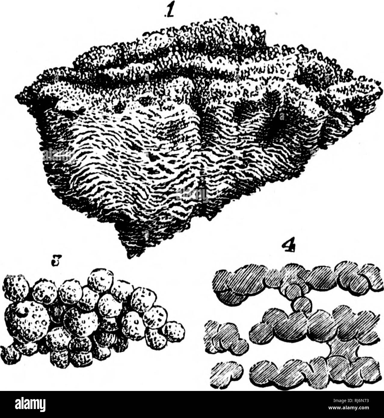 . Reliquie della vita primordiale [microformati] : Inizio della vita nell'alba di tempo geologico. Paleontologia; Paléontologie. F'G. l^,.-Struttura del piccolo campione di Eozoon, materia calcarea rimosso.   T, dimensione naturale, 2. Acervuline cellule della parte superiore. 3. Gruppo dello stesso coalesc- ing in una lamina con superficie tuberculated. 4. Laminaj con superfici tuberculated nella sezione, (bee anche tig. 36.) 166. Si prega di notare che queste immagini vengono estratte dalla pagina sottoposta a scansione di immagini che possono essere state migliorate digitalmente per la leggibilità - Colorazione e aspetto di queste illustrazioni possono non assomigliare perfettamente Foto Stock