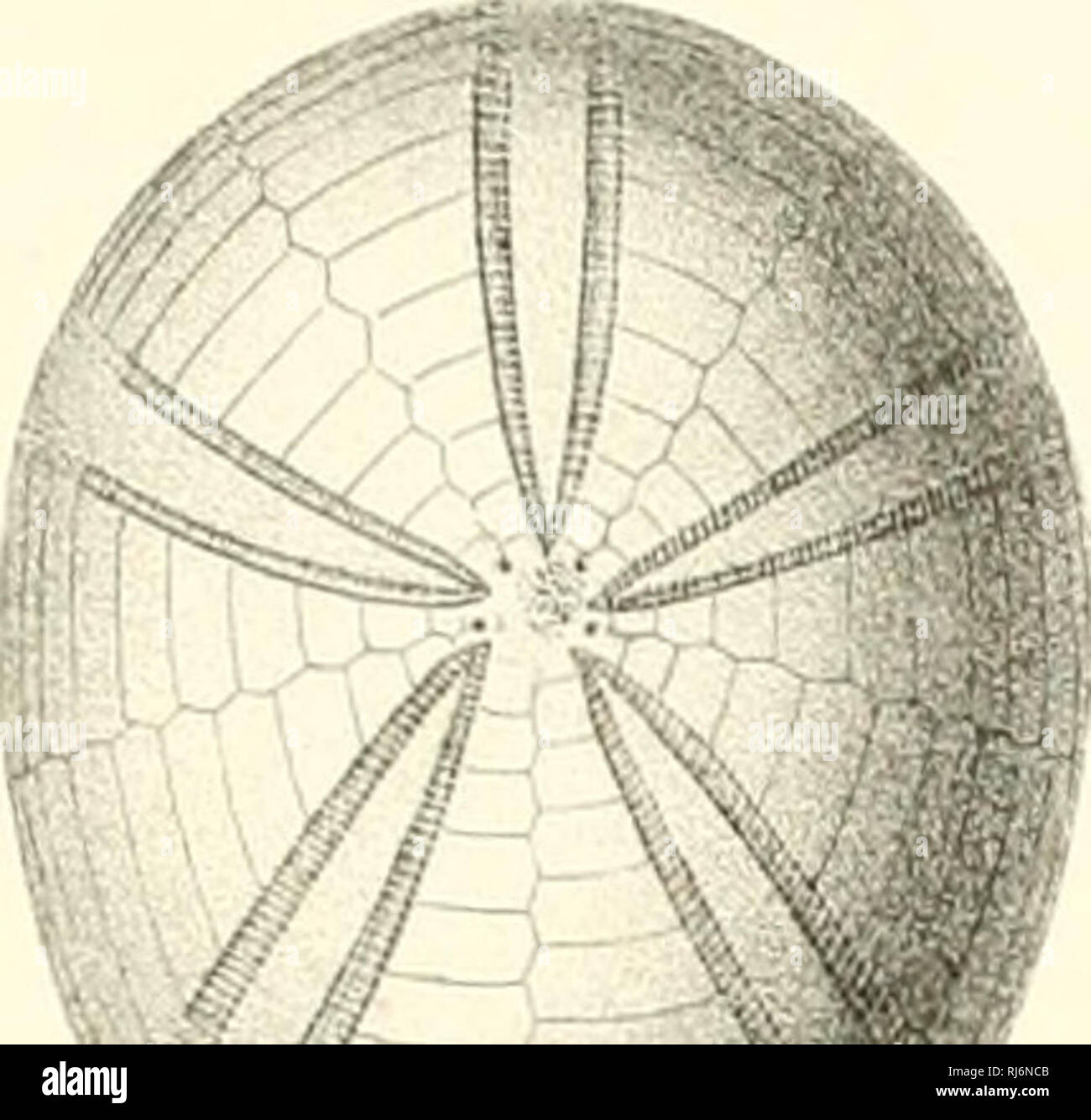 . ©chinides du D partement©de la Sarthe. SENONIEN. ri. L. noi. Si prega di notare che queste immagini vengono estratte dalla pagina sottoposta a scansione di immagini che possono essere state migliorate digitalmente per la leggibilità - Colorazione e aspetto di queste illustrazioni potrebbero non perfettamente assomigliano al lavoro originale. Cotteau, Gustave, 1818-1894; Triger, T. Parigi Foto Stock