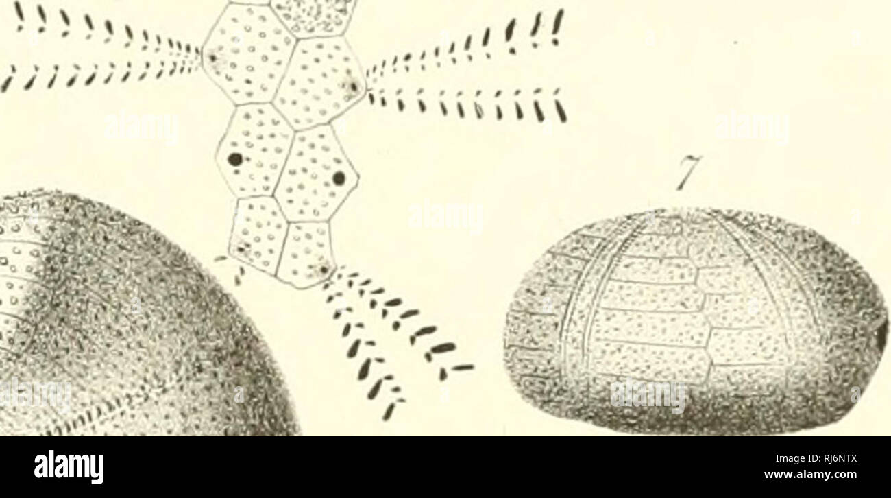 . ©chinides du D partement©de la Sarthe. . Si prega di notare che queste immagini vengono estratte dalla pagina sottoposta a scansione di immagini che possono essere state migliorate digitalmente per la leggibilità - Colorazione e aspetto di queste illustrazioni potrebbero non perfettamente assomigliano al lavoro originale. Cotteau, Gustave, 1818-1894; Triger, T. Parigi Foto Stock