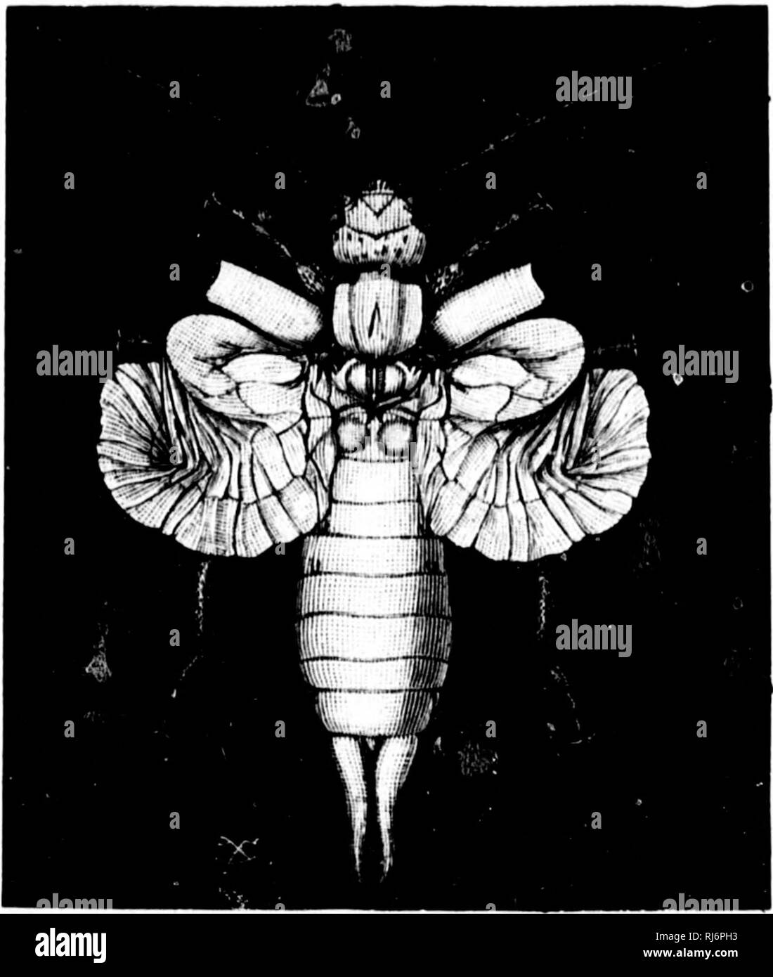 . Torce elettriche sulla natura [microformati]. Insetti; piante; Insectes; Plantes. 132 torce elettriche su nati-re il rcniaiiulcT spire come :i hin&LT;^e a tlie in- termediate cioss-nervi. In n. &Lt;S, abbiamo liiul il wini^ strozzata in medio dal processo di foldin&lt;f ; wiiile in n. 9, la parte posteriore è stato ben nascosto dietro front tlie por- zione, in modo tale che tutta la simula per un momento una coppia di distinte ali. In n. 10 e 11,nuovamente, la piegatura ancora continucs,tillthe muscoli che muovono le ali hanno fatto tanto quanto si può fare in modo di serrare- ing up, da loro autonomamente FEP Foto Stock