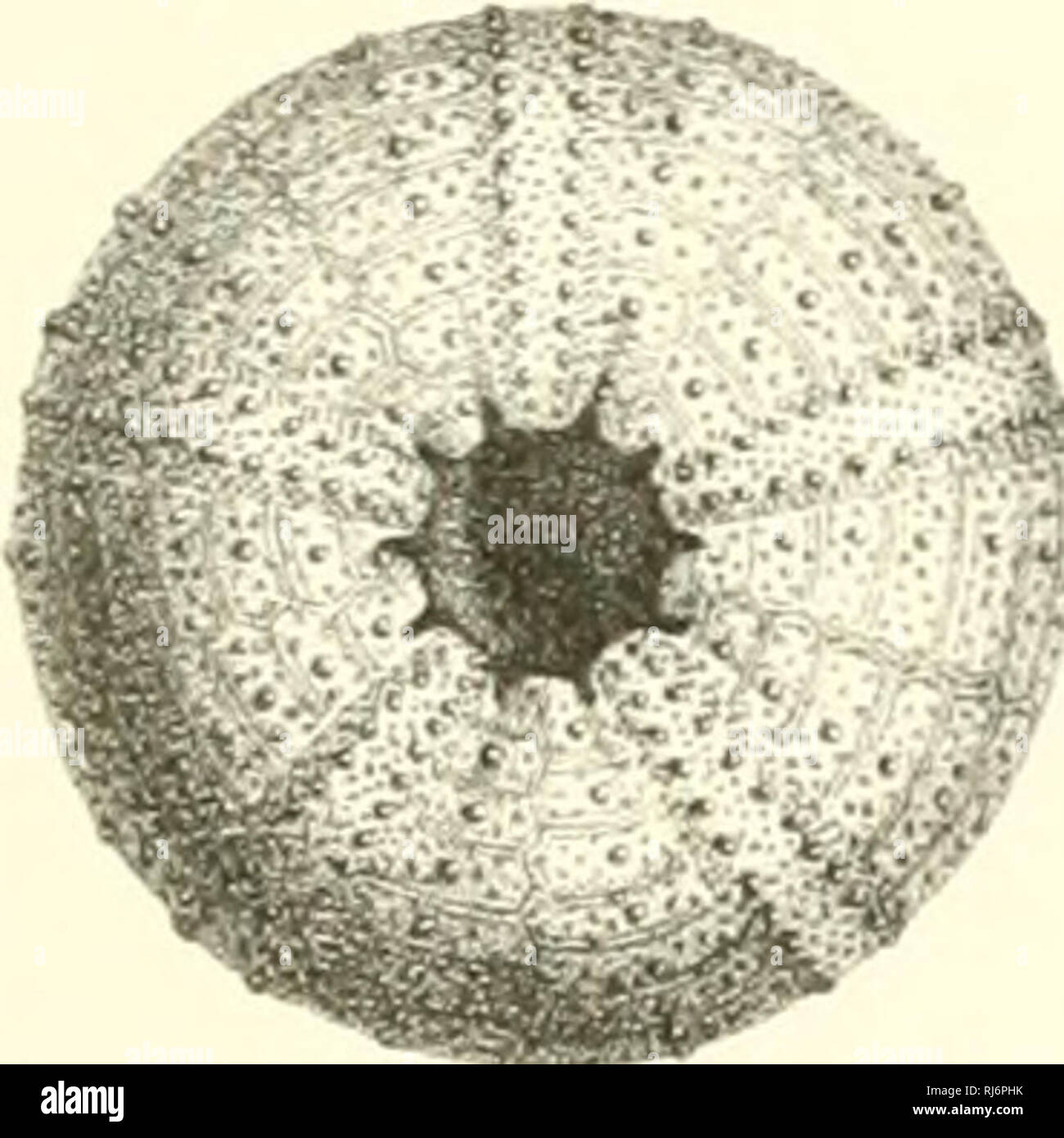 . ©chinides du D partement©de la Sarthe. . Si prega di notare che queste immagini vengono estratte dalla pagina sottoposta a scansione di immagini che possono essere state migliorate digitalmente per la leggibilità - Colorazione e aspetto di queste illustrazioni potrebbero non perfettamente assomigliano al lavoro originale. Cotteau, Gustave, 1818-1894; Triger, T. Parigi Foto Stock