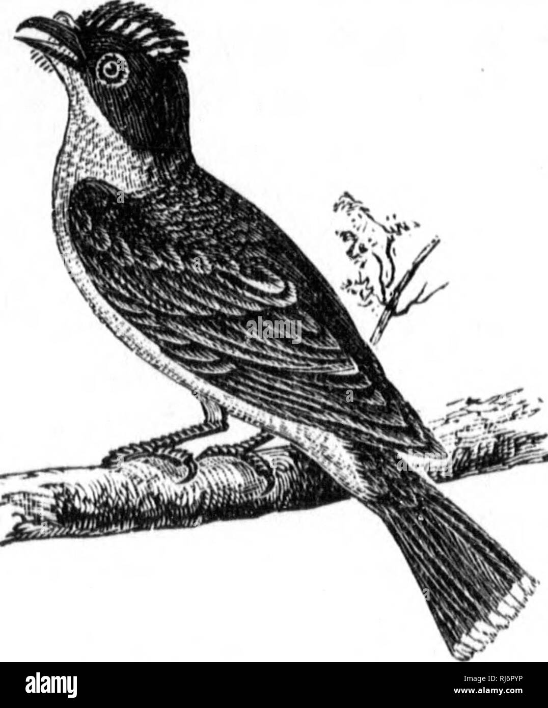 . Les oiseaux du Canada [microforme]. Oiseaux; uccelli. Io ho â"¢* 106 â L 1 ; â â â ^, 1. Genere TYRANNUS. Cuvier. Le Tyran de la Caroline. Tyrannus carolinensiSf Bd. Lanius tyrannus, L. Muscicapa, WILS.âVulg. Fr. Tri-tri; Angl. Kinghlrd; BeeMartin.âCendrÃ© noi- rÃ¢tre en dessus, presque noir sur la tÃªte, qui porte une tache rouge feu, entremÃªlÃ©e de blanc et de jaune, et en partie cachÃ©e au centre de la Couronne, l'uomo- quant chez les jeunes ; dessous l)lanc avec la PDI- trine cendrÃ© bleu- Ã¢tre ; ailes marginÃ brunes©es de blanc vendita ; queue noire, terminÃ©e de blanc ; rectrices extÃ©rieures Foto Stock