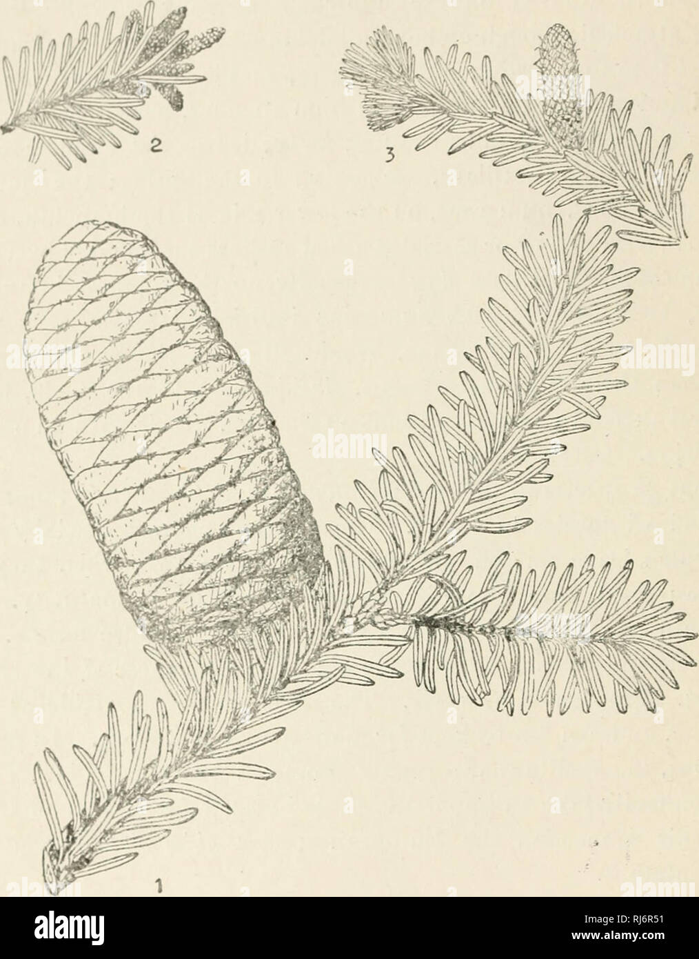 . Economica cinese alberi. Alberi -- Cina. 28 economica cinese alberi. La piastra 10. ABIES DELAVAYI Franchet 1. La fruttificazione briuutli; 2. Staminate fiori; 3. Pistillate fiore; Scala con semi; 5, 6. Bilancia; 7. Seme.. Si prega di notare che queste immagini vengono estratte dalla pagina sottoposta a scansione di immagini che possono essere state migliorate digitalmente per la leggibilità - Colorazione e aspetto di queste illustrazioni potrebbero non perfettamente assomigliano al lavoro originale. Chi'ên, Huan-yung, 1895-. [Shanghai] stampato dalla stampa commerciale Foto Stock