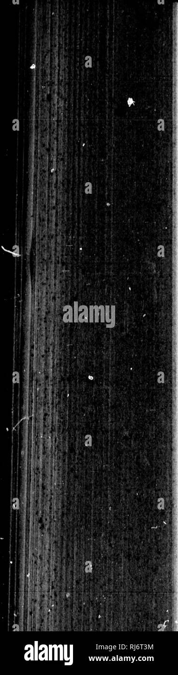 . Recensione di uccelli americana nel museo dello Smithsonian Instution. [Microformati]. Gli uccelli; Oiseaux. * .* I' â . j:, r jt â â""''!t'j'??ii T^'z-^ill 452 ELENCO DELLE SPECIE DESCUIUED. PAOB T. mfltorques, Hartl. Oaat. 32 nesperocichla, Baird . 32 T. naeviuB, Qm. W. N. XIM. 32 â V- Platyciclila, Baird . 32 (P. brevlpes, Baird. n. s.) Brasile 32 Semimerula) Sclater . 33 8. aorantia (Gm)*. SCL. , ; Giamaica 34 Mimocicbla, SCL. 35 M. plumbea (L.), Baird. ,,.-. Bahama 36 M. schlstacea, Baird. (N. s.) Cuba 37 M. mbripes (Temm.), Sol. Cuba 38 M. ardoBiacea (Linn.), Baird. San Domingo; Porto Rico 39 Vinc Foto Stock