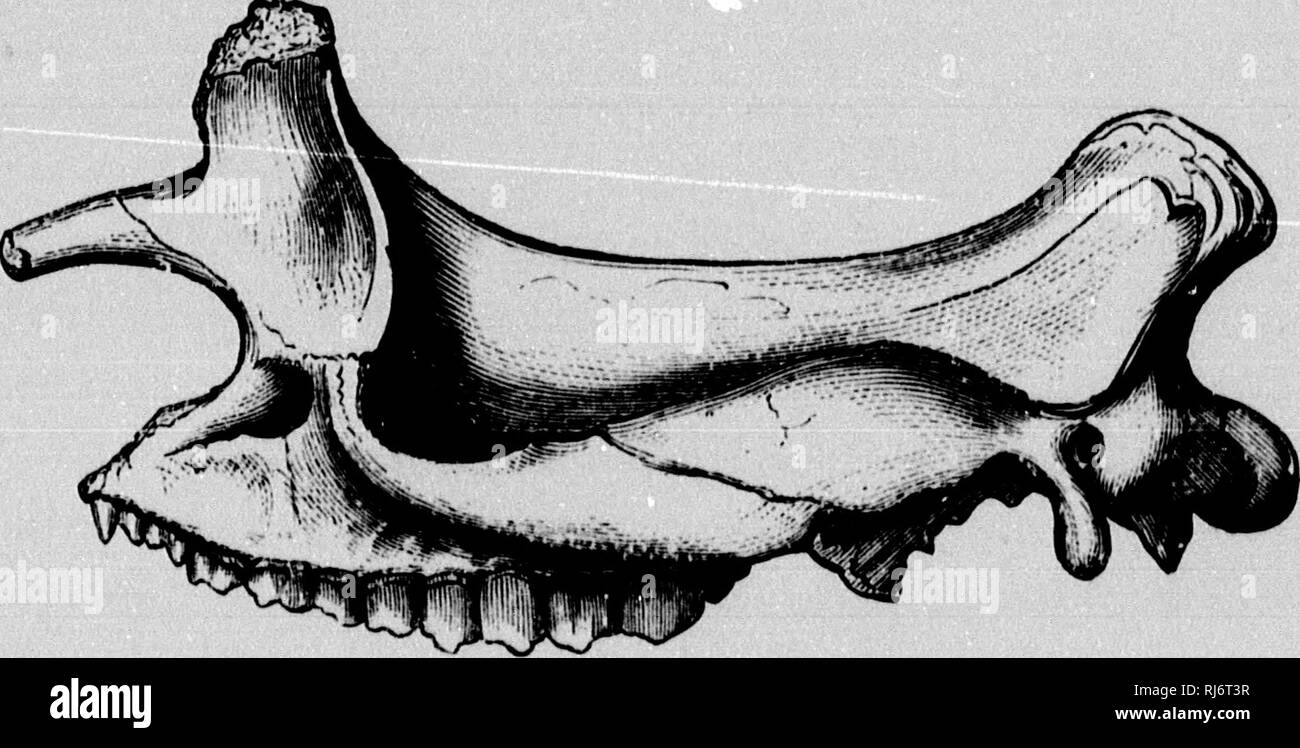 . La catena della vita nel tempo geologico [microformati] : uno schizzo di origine e la successione di animali e piante. Paleontologia; Paleobotanica; Paléontologie; Paléobotanique. Fig. 174.-Fore.fojt di Dinoceras. Notevolmente ridotto.-Dopo Marsh. ungulato {Eohippus), della statura di un moderatamente dimensioni cane. Essa ha quattro dita e un rudiment di un quinto davanti e tre. Fig. 175.-Cranio di Brontotherium ingens (palude). Notevolmente ridotto. Un Miocene Perissodactyl. dita dietro; ed ha denti leggermente assimilabili a quelli del cavallo, ma più semplice e più corta in corona. In questa creatura si è supposto Foto Stock