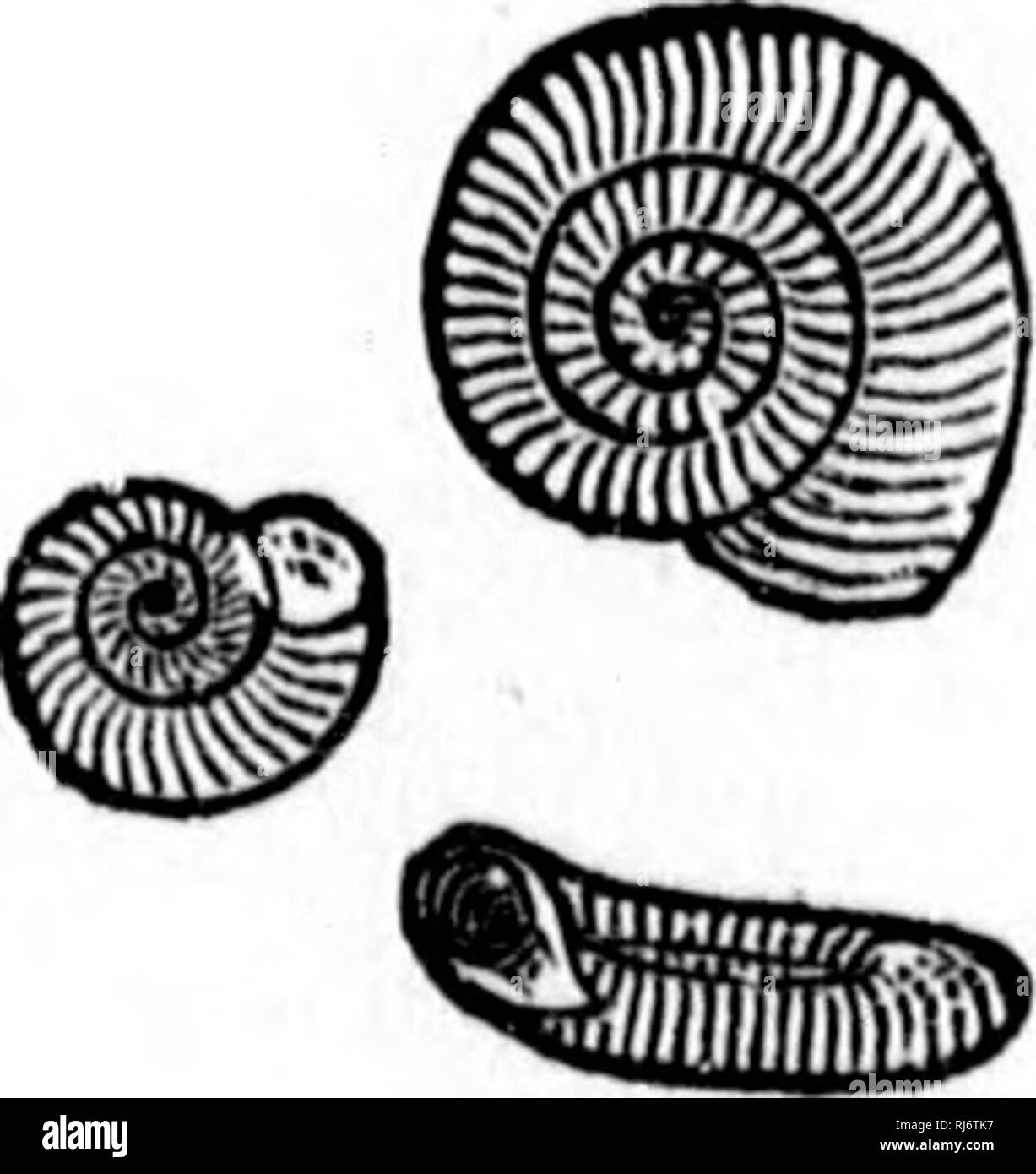 . Manuale di zoologia [microformati] : con esempi di specie canadesi, recenti e fossili :. Zoologia; Invertebrati; Zoologie; Invertébrés. 1*^5. Planoubis campakulatus, dire. 186. P. DKFLKCTU8, dire. 187. P. ARMIGERUS, dire. 3. Mi^imacitlae.-La nostra più comune-giardinieri può supporre troppo comune-rappresentante di questa famiglia è il giardino shmy slug, protetto solo dal suo mantello membranoso, sebbene non ha nascosto un rudimentale shell. Molte specie si verificano in questo paese. Il comune di giardini è Limax. Si prega di notare che queste immagini vengono estratte dalla pagina sottoposta a scansione di immagini che possono essere state digita Foto Stock