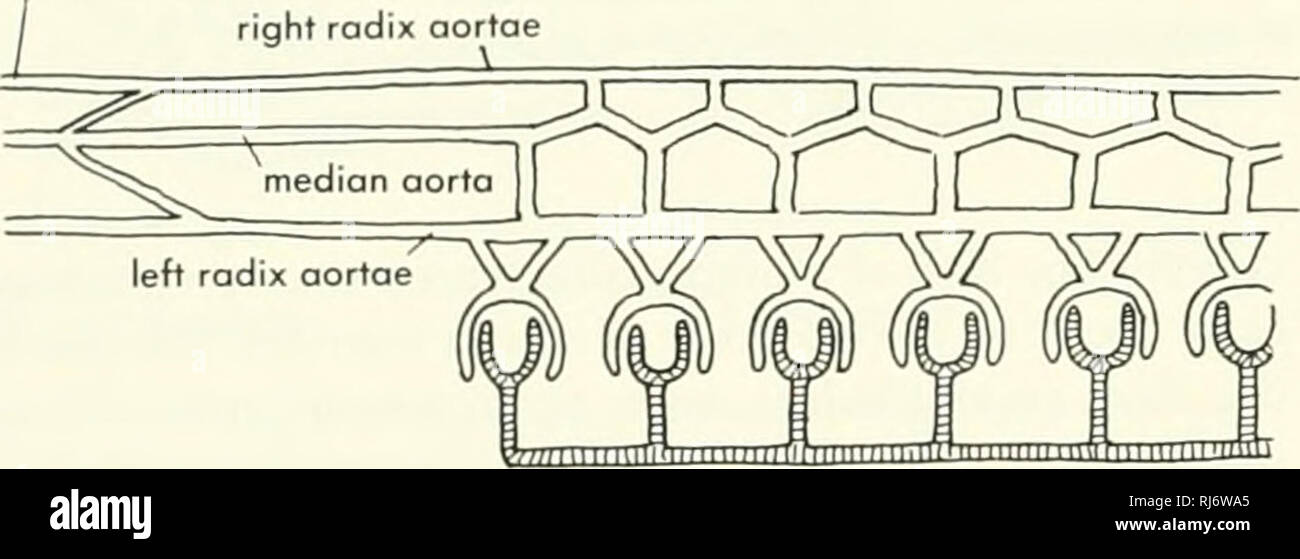 . Morfologia Chordate. Morfologia (animali); Chordata. arteria carotide esterna / ^^ ^^ =y-^ hyoid afferente arteria tiroide una PETROAAYZON carotide interna. aorta ventrale B EPTATRETUS Figura 1 1-23. Semidiogrommatic viste laterali delle arcate aortico di lampreda, A e Eptotrefus, B. (B, dopo Muller, 1839, e Goodrich, 1909) alleggerito il diritto arco sistemica di un gambo succlavia. Il modello di mammifero possono essere state derivate dalla amphib- ian ma non dal modello osservato nel vivere i rettili. Una discussione di archi aortico di pesci è migliore con- sidered come parte di una riflessione più generale del Foto Stock