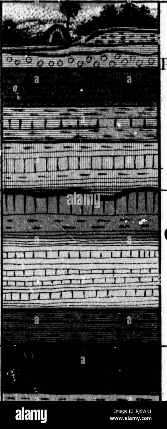 . La storia della terra e dell'uomo [microformati]. Geologia e Paleontologia; Uomo; GÃ©ologie; PalÃ©ontologie; Homme. Diam."JiRAMoF TIIK TERRA vS storia. &Gt; lltliil animali di età IjtperSti'U'ta) e Maininals Età di rettili Età di anfibi e i pesci fa di corallo MoUiibIvs.s e Crustact'an.s Età di protozoi formazioni rocciose 3 i 9 ^ c S3 0^ c s c a o ^. Modem ^osl-pliotcne Hiocene Miocene Cretacico Triassico Jurassif n t f p n ixirn Eriaii o BCfjIIXITrill Devoniano -'!&GT;" j^'"'M.f"-"j:"i o o o c^ o o o nÂ" ).!.."."â ¢ â &gt;, â â "â . "Â ;','â -:â ¢ rr-r."i.-xrTrr.i .Â"::r;.-jrnm=G: 1 Foto Stock