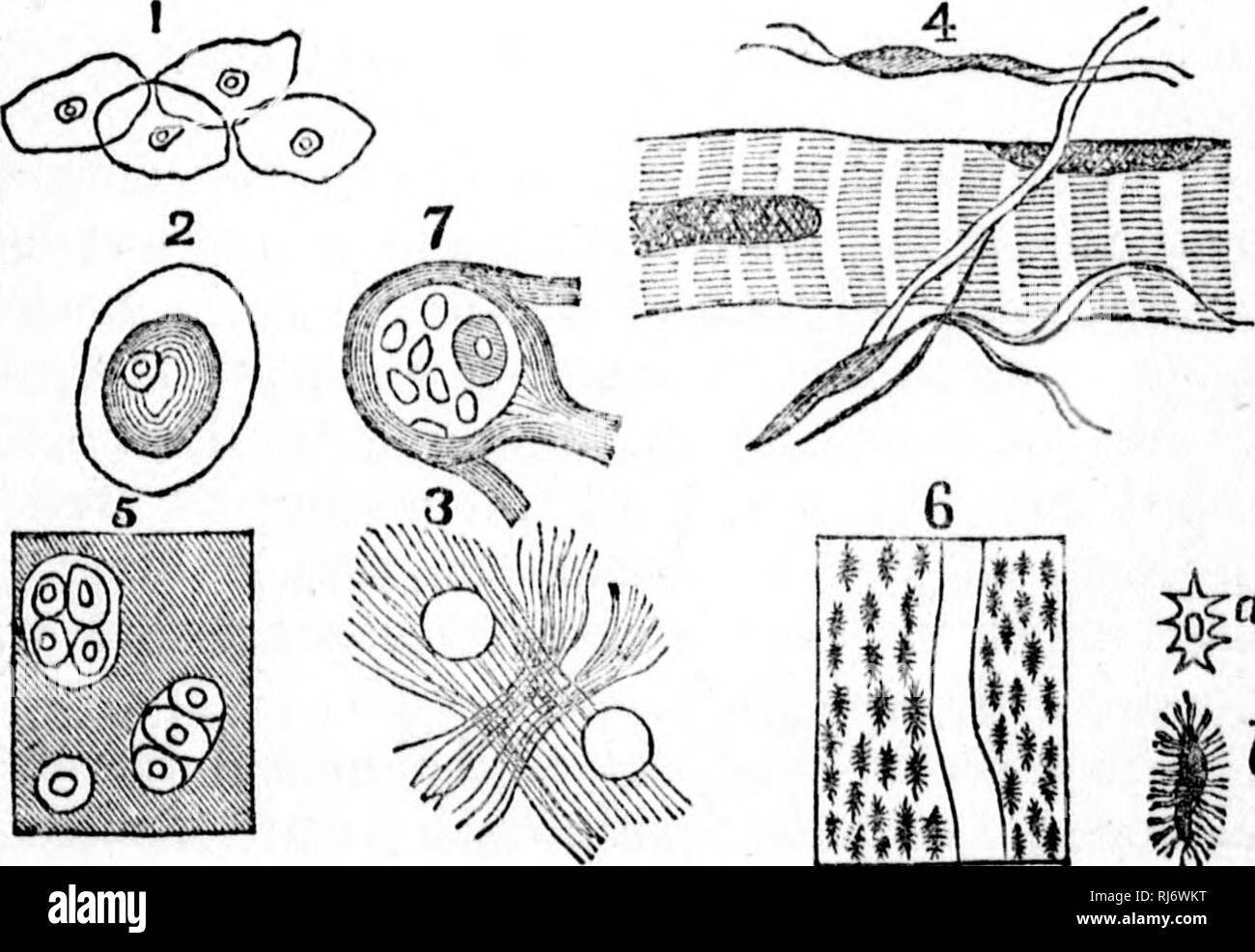 . Manuale di zoologia [microformati] : con esempi di specie canadesi, recenti e fossili :. Zoologia; Invertebrati; Zoologie; Invertébrés. ^ b tessuti dell'animale. bianco di eti'ir; e, con aULi-lit modifica:? E aggiunta di sostanze minerali, è in grado di pellicce- nishino; il materiale di tutti i o&lt;2;un3 degli animali. Albume è strettamente o^i^anic sostanza, che si verificano solo come un componente di esseri viventi, e prodotta in prima istanza in cellule di piante. Si tratta di un composto di carbonio, ossigeno, idrogeno e nitro- gen, con un minuto percentuale di zolfo. In conseguenza della Foto Stock