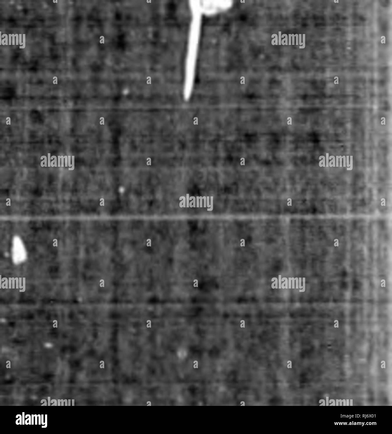 . Recensione di uccelli americana nel museo dello Smithsonian Instution. [Microformati]. Gli uccelli; Oiseaux. m w-vi m r 2T6 REVIEW OP AMERICAN uccelli. -W: [parte I. m i il fiume Yermejo, Paraguay, che può appartenere alla specie usu- alleato considerato come residente "P. purpurea' del Sud America, ma chiaramente appartenenti ad un diverso e apparentemente unnamed specie. I campioni sono nella raccolta da tutto il Regno di ardesia è analogamente contrassegnati di seguito ; marrone scuro al di sopra, con solo deboli lucentezza metallica verso le estremità delle piume, tutte le piume in maniera restrittiva emarginati con luce grigiastra. (N. 21, Foto Stock