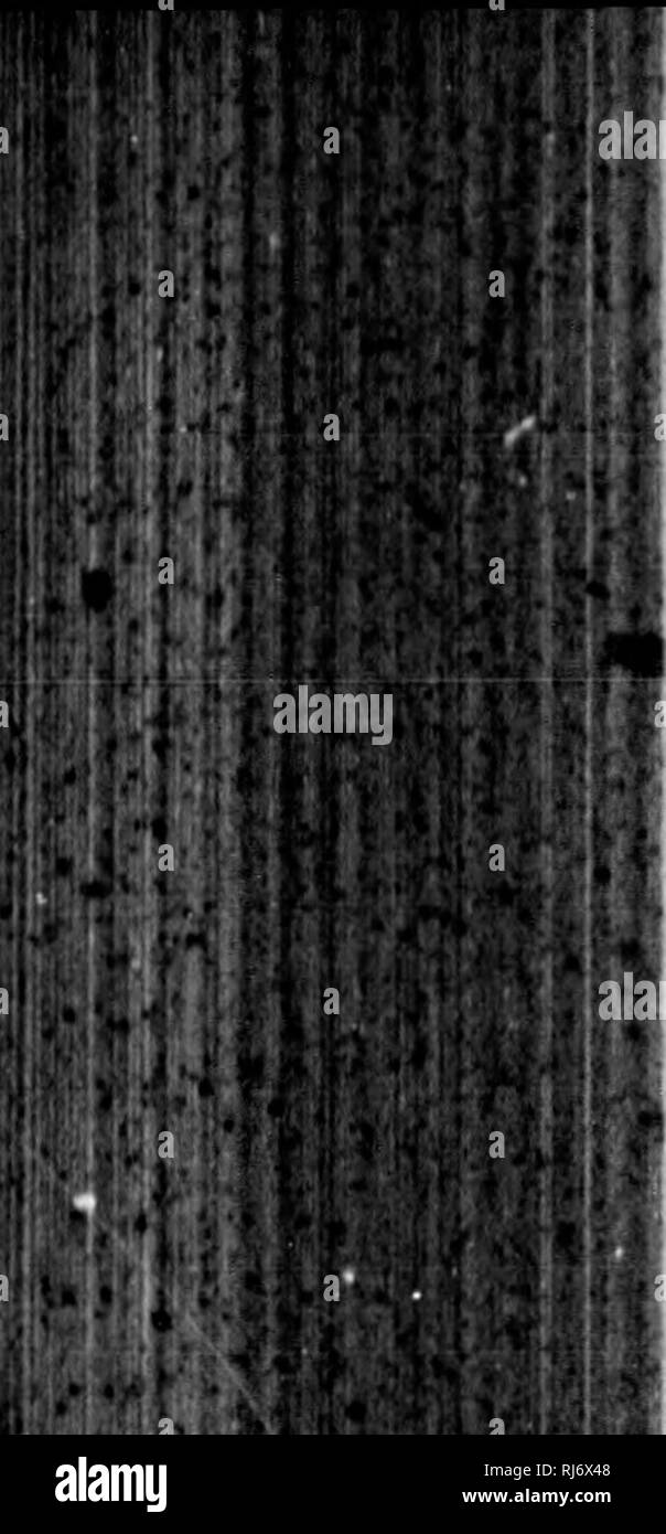 . Recensione di uccelli americana nel museo dello Smithsonian Instution. [Microformati]. Gli uccelli; Oiseaux. . Â¥ :1(V â¢i-,.^' '1 iw â mi-^ .Â"l^ ? -Â ho 256 Review of American uccelli. Setophaoa, Sw. (Vedere p. 236.) [parte I. Setopliaga ruticilla. Motacilla ruticilla, Linn. S. N. 10th ed. 1758, 186 (Catesby, Car. tab. 67).âMuscicapn riiliciila, Linn. S. N. 1,1766,326.âGmelin ; Vikil- toT, I, pi. 35, 36.âWiLS. Ho, pi. vi, fig. 6.âBon. ; Aud. Orn. Biog. 1, pi. 40.âD'Okb. SagraV Cnba.OIS. 1840,87.âSetophaya rut. Swains. Zool. Jour. Ill, 1827, 358.âBo."Â".; Aud. B. A.âSclater, P. Z, S. 1854, 111 (licuadoi) ; 185 Foto Stock