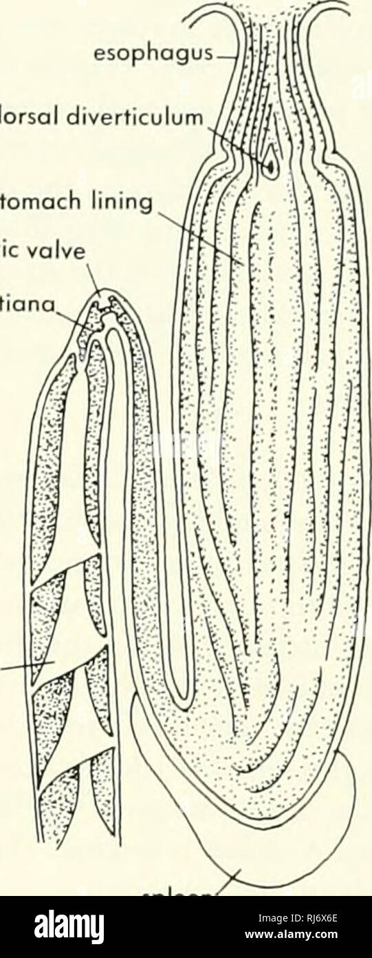 . Morfologia Chordate. Morfologia (animali); Chordata. valvola spirale milza B SCYMUS LICHIA milza C MUSTELUS LAEVUS Figura 9-21. Caeca pilorica nel toemargus borealis, A e Scymus lichia, B e vista interna dello stomaco ed estremità anteriore del budello di Mustelui /oevus, C. (Dopo Pernkopf e Lehner, 1937) fine dell'intestino medio. Il pancreas è una banda di massa simile giacenti lungo il portale epatica di canale, che drena la milza e la parete dell'intestino. La vena intestinale dalla valvola a spirale e la sezione anteriore della parete intestinale entra nel portale epatica stelo all'estremità anteriore del pancreas. Il dotto pancreatico passe Foto Stock