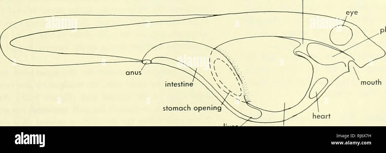 . Morfologia Chordate. Morfologia (animali); Chordata. Il fegato e intestino non sono attaccati al corpo ventrale parete mediante un mesenterio in qualsiasi dei pesci actinopterygian. Sviluppo Embryologicat in actinopterygians il devel- andamento dell'uovo telolecithal del dei teleostei assomiglia in alcuni aspetti dello sviluppo del pulcino. In Polyplerus Aapenser e l'uovo è quasi mesolecithal e il clivaggio quasi holoblastic (Figure 7-11, 7-12). Come la piegatura di testa è sollevata da blastoderm, il foregut è sviluppato. Con la chiusura del blastopore, la coda piega e hindgut sviluppare la hindgut prima Foto Stock