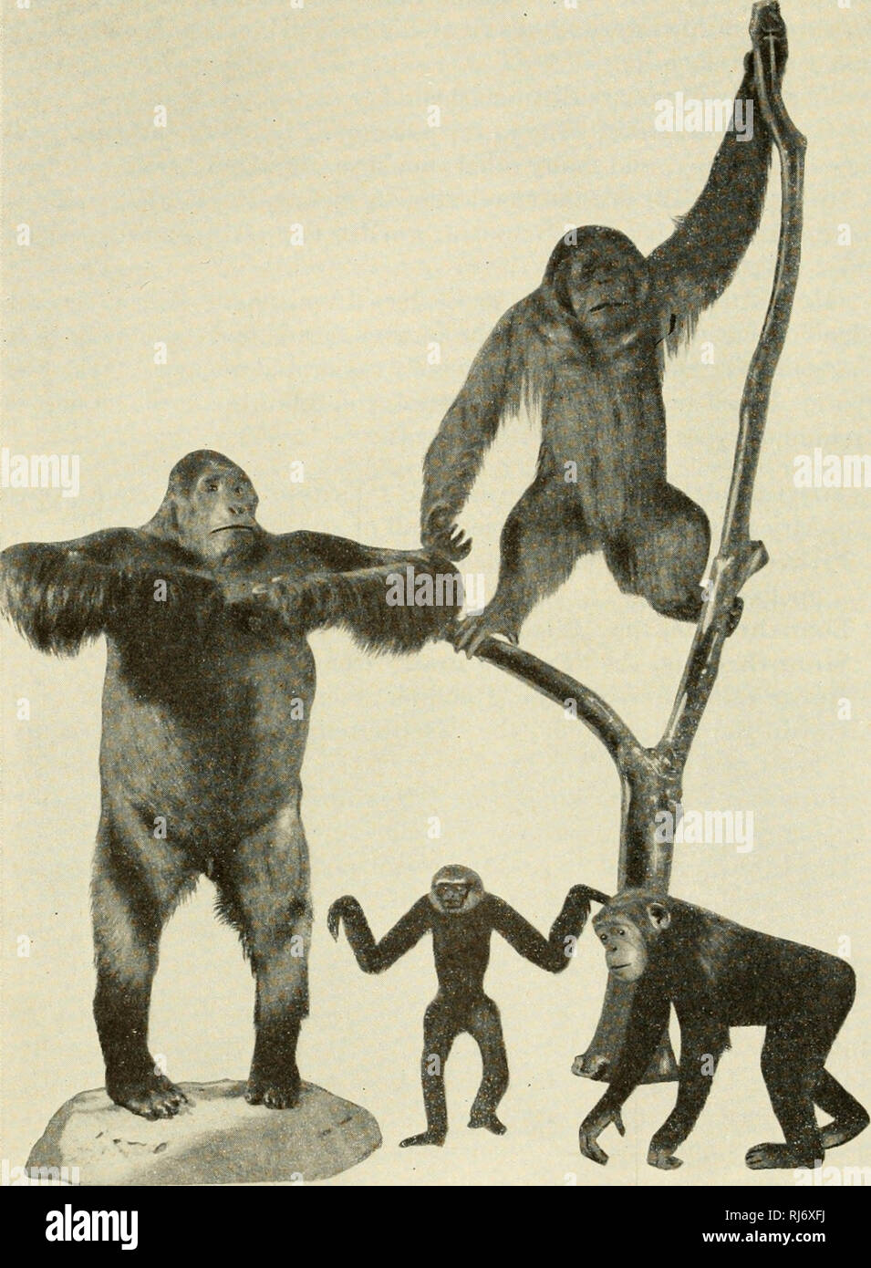 . Il chordates. Chordata. 772 morfologia comparata di Chordates. Fig. 590. I "grandi scimmie." {a sinistra) Gorilla. (Top) Orangutan. (Centro) Gibbone. (Destro) Giovani scimpanzé. (Cortesia, museo di zoologia comparativa, Harvard University.). Si prega di notare che queste immagini vengono estratte dalla pagina sottoposta a scansione di immagini che possono essere state migliorate digitalmente per la leggibilità - Colorazione e aspetto di queste illustrazioni potrebbero non perfettamente assomigliano al lavoro originale. Rand, Herbert W. (Herbert Wilbur), 1872-1960. Philadelphia : Blakiston Foto Stock