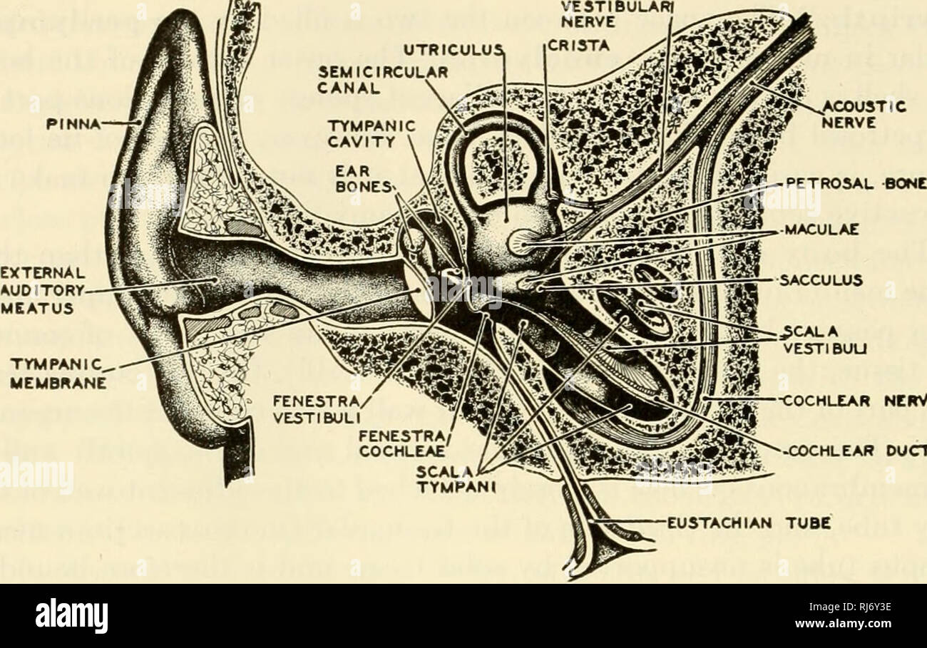 . Il chordates. Chordata. 694 morfologia comparata di Chordates. Â