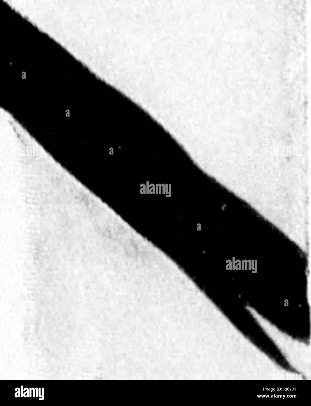 . Bird vicini [microformati] : un conoscente introduttiva con cento e cinquanta uccelli si trovano comunemente nei giardini, prati e boschi circa le nostre case. Bird watching; Bird watching; uccelli; Oiseaux; Oiseaux; Oiseaux. Gli uccelli cospicuamente rosso di qualsiasi ombra. Il Cardinale Grosbeak (Cardinale cardinalis' "^pollice famiglia chiamato anche: CRESTED REDBIRD ; VIRGINIA REDBIRD ; VIRGINIA NIGHTINGALE ; IL CARDINALE BIRD lunghezze di 9 pollici. Un po' più piccolo del robin, iJ/dt/^-brillante cardinale ; mento e banda intorno a bill nero. Becco stout e rosso. Crest cospicua. In inverno abito, ali lavato con gra Foto Stock