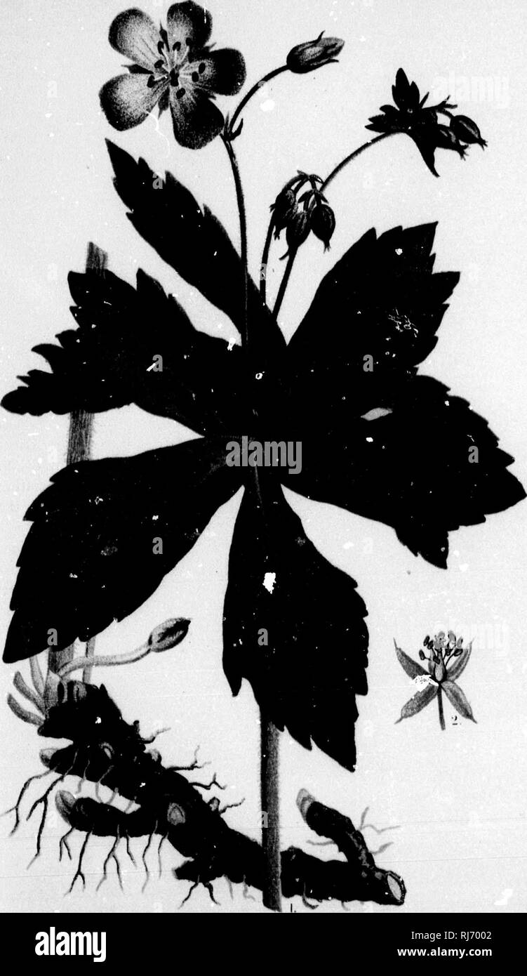 . Un manuale del medico di botanica del Nord America [microformati]. La botanica, Medico; botanica; Botanique médicale; Botanique. Piastra IV.. lohnsoii.Del. GERANIUM MACULATUM, M. MBNCKR HO ITI*. W Y. Si prega di notare che queste immagini vengono estratte dalla pagina sottoposta a scansione di immagini che possono essere state migliorate digitalmente per la leggibilità - Colorazione e aspetto di queste illustrazioni potrebbero non perfettamente assomigliano al lavoro originale. Johnson, Laurence, 1845-1893. New York : W. Wood Foto Stock