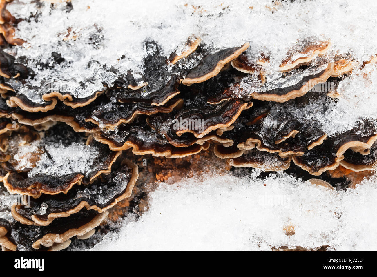 Schmetterlings-Tramete, Trametes versicolor, schneebedeckt Foto Stock