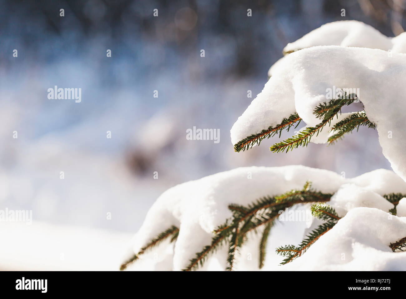 Ein voller Tannenzweig Schnee, Foto Stock