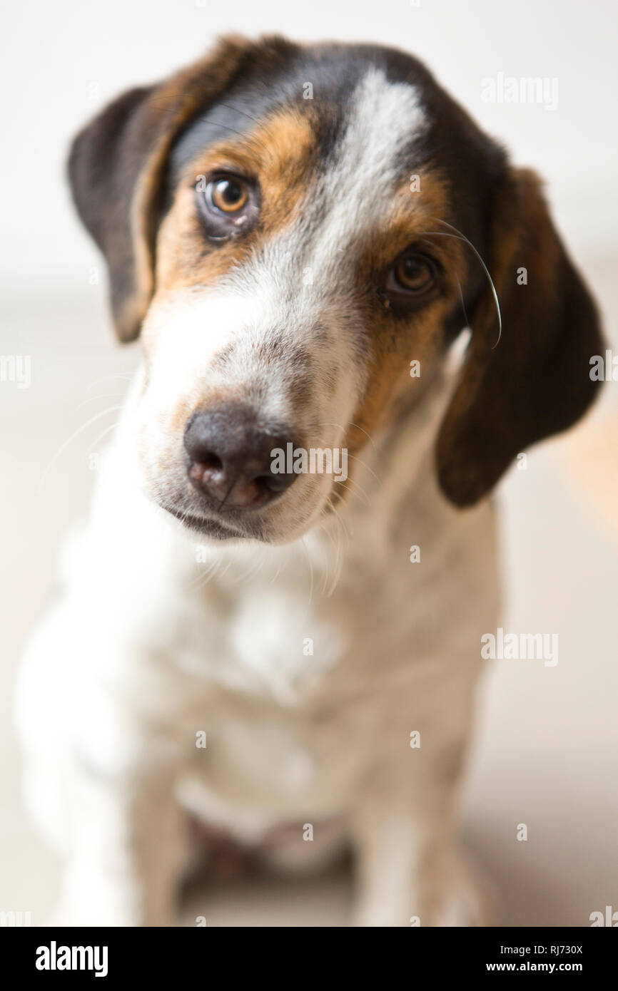 Welpe, Blick Kamera, Porträt, Foto Stock
