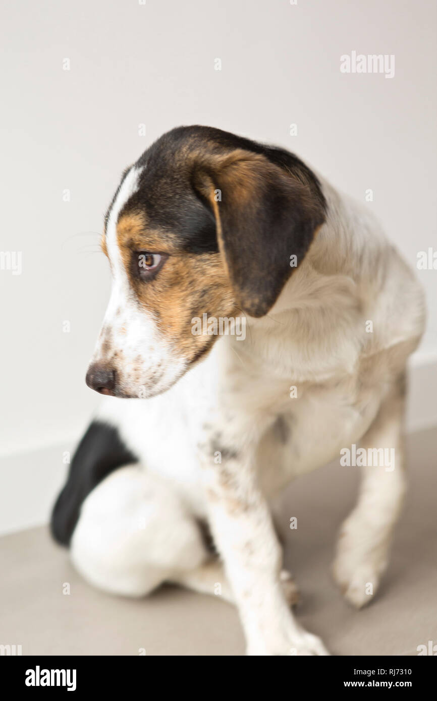 Welpe, Blick seitlich, Foto Stock