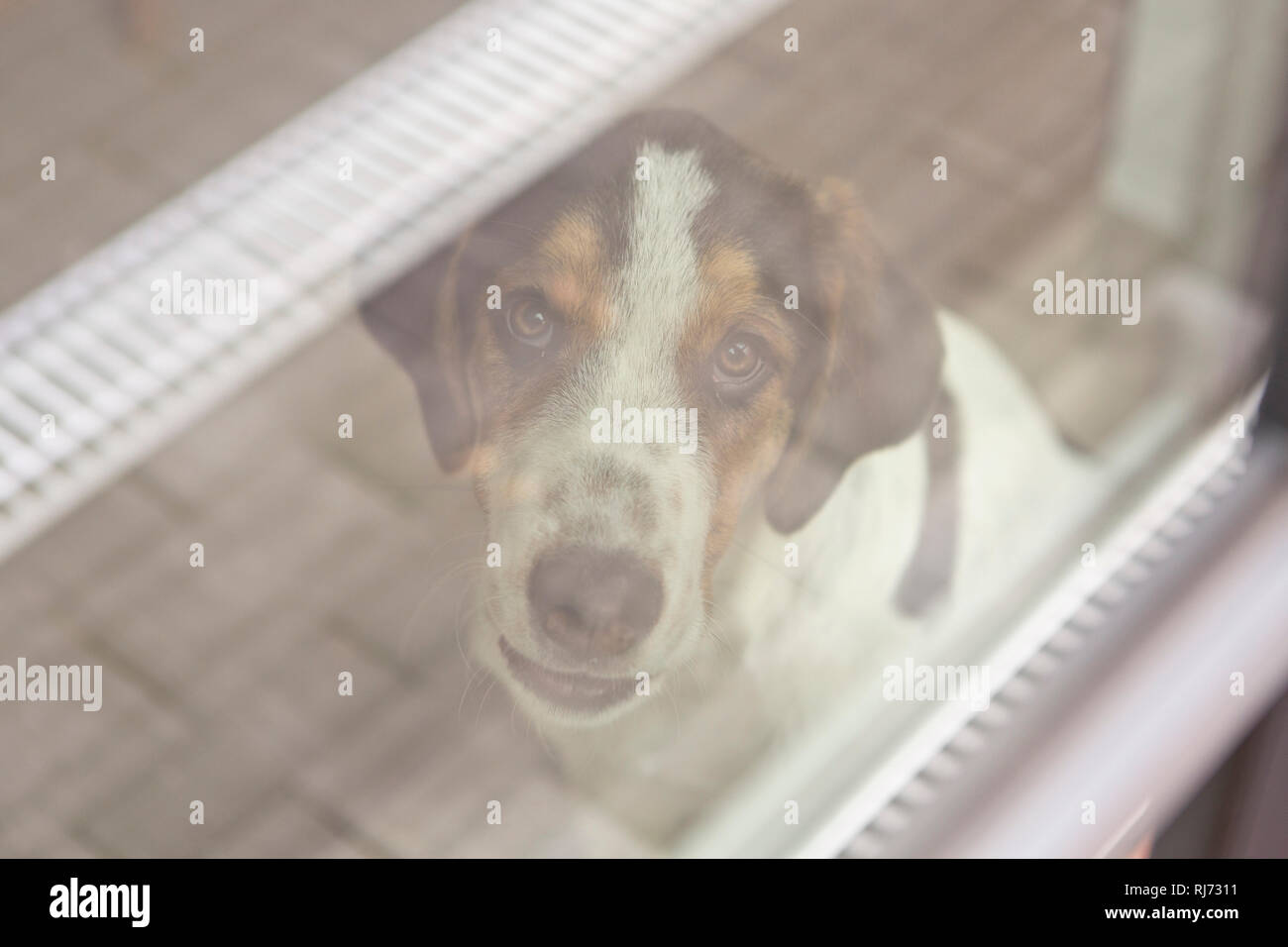 Fenster, Welpe, Blick Kamera, Porträt, Foto Stock