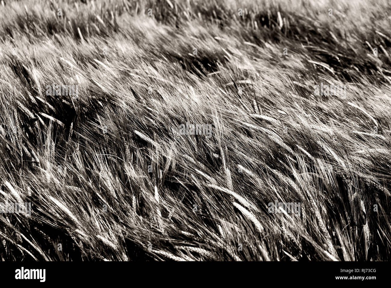 Der vento streift über die Getreideähren und Grannen von Gerste, Foto Stock