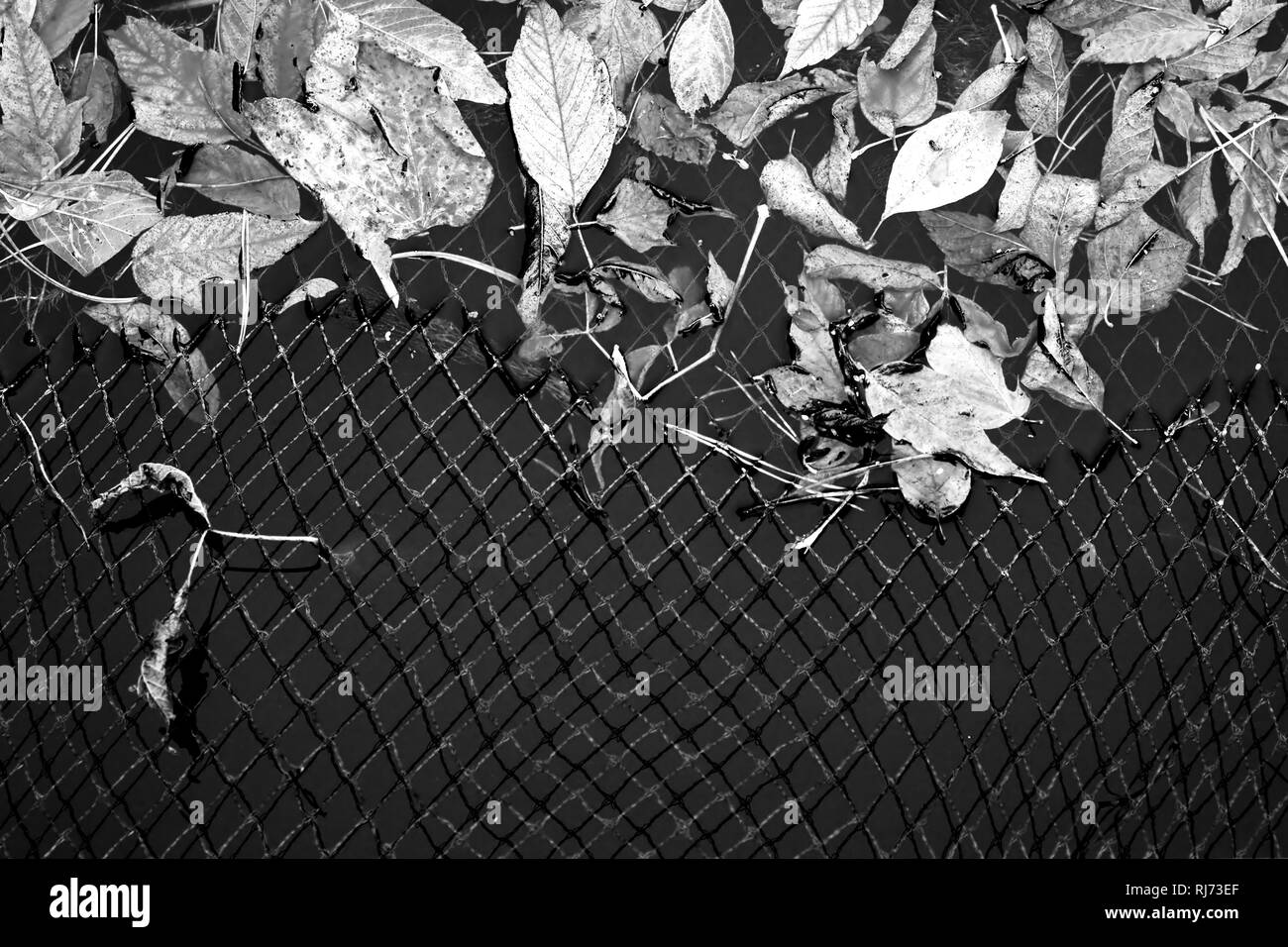 Teichoberfläche über die ein Netz gespannt ist im Herbst, Foto Stock