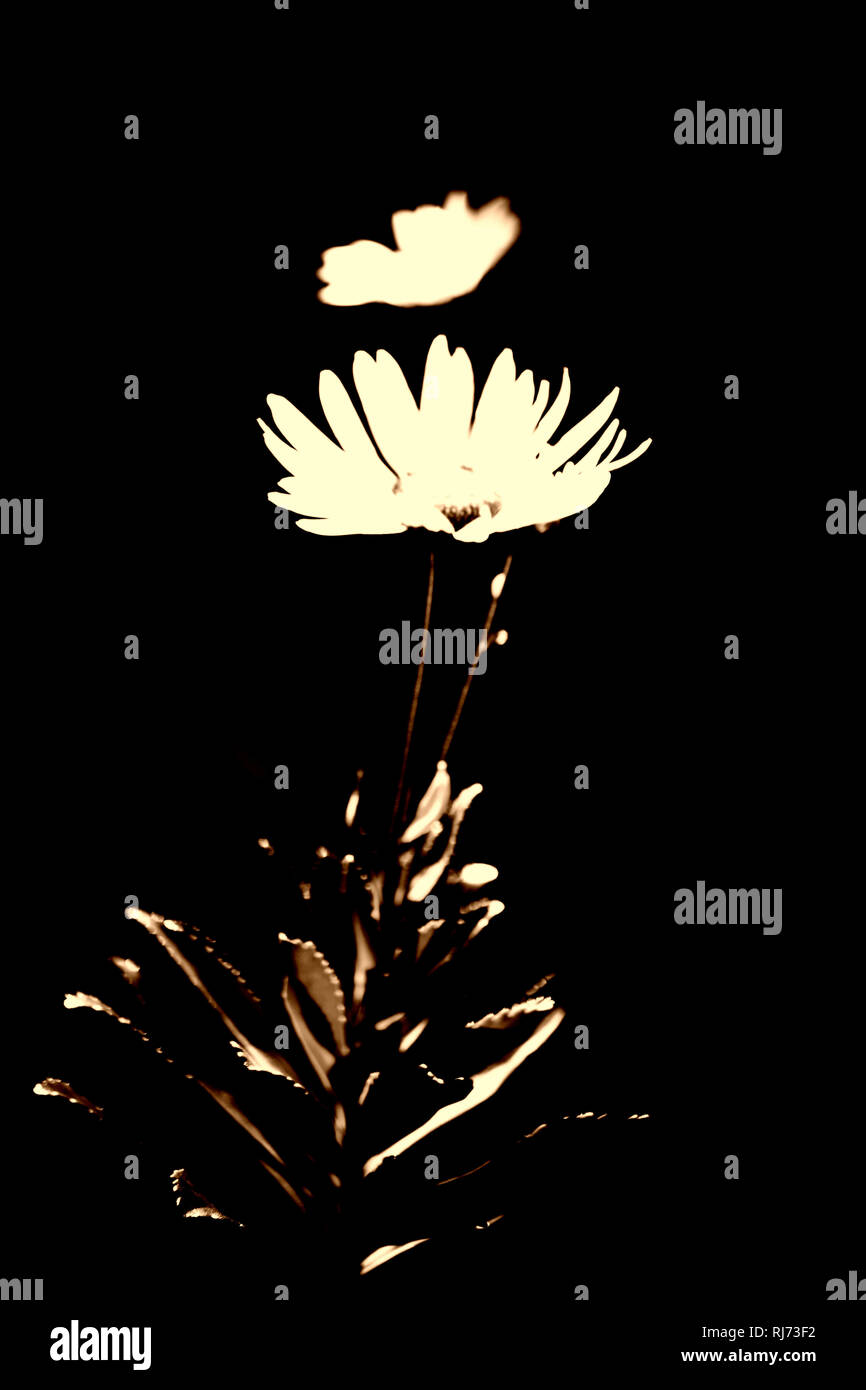 Das verfremdete Porträt einer Chrysantheme im Sonnenlicht, Verfremdung, chiave di basso, Foto Stock