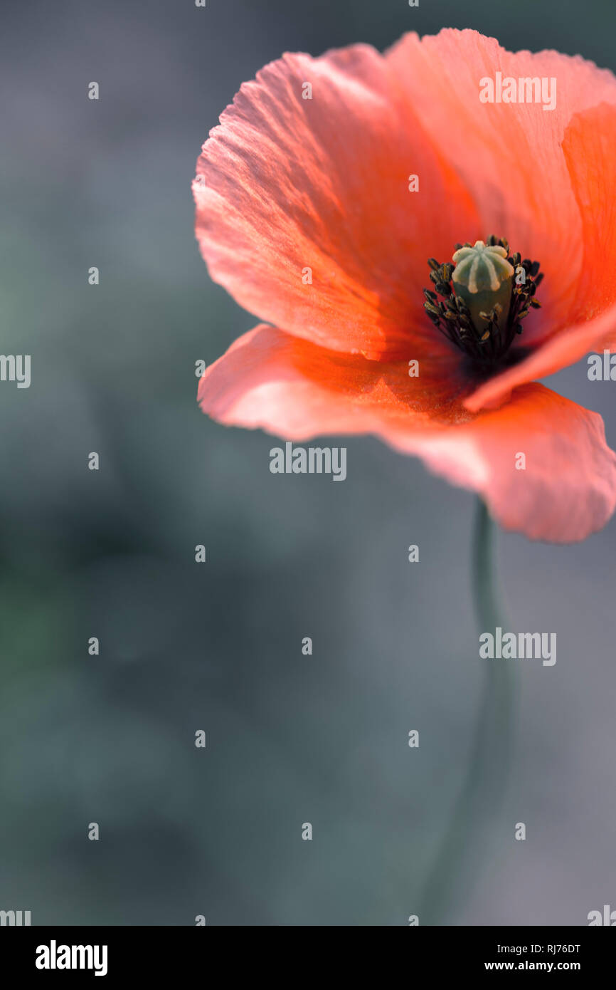 Klatschmohn, Papaver rhoeas, Blüte, Nahaufnahme, freigestellt Foto Stock