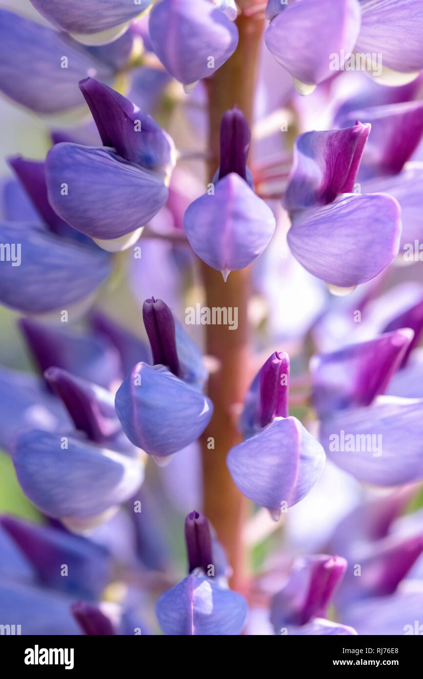 Lupino Vielblättrige, Lupinus polyphyllus, Wolfsbohne, Feigbohne, Stauden-Lupine, Nahaufnahme, Foto Stock