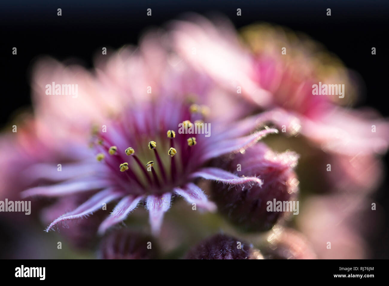 Nahaufnahme eines Hauswurz Blütenstandes, Sempervivum copernicia, Foto Stock