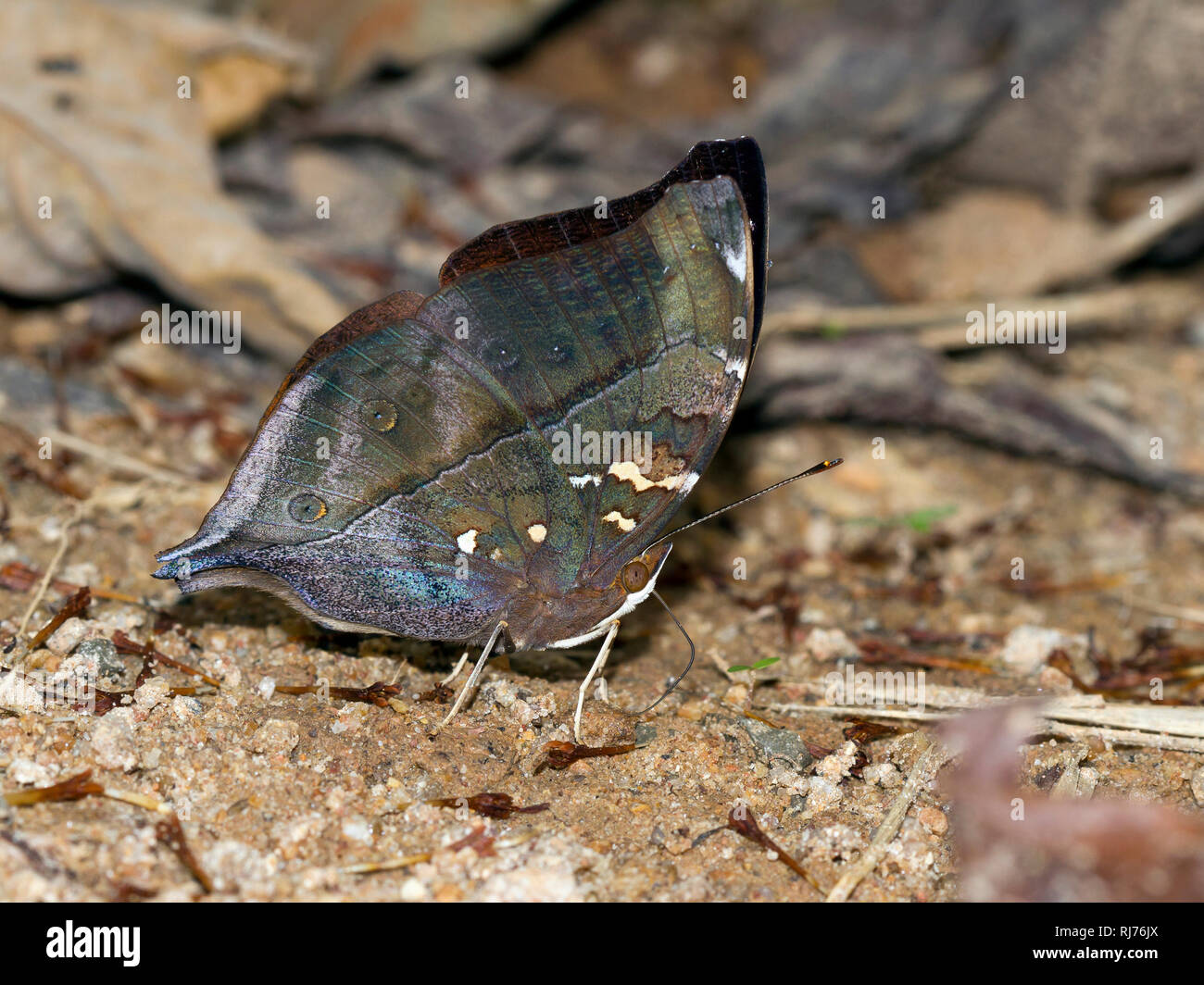 A vacillare, comune Yelloman, (Cirrochroa tyche mithila), Kaeng Krachan, Petchaburi, Thailandia Foto Stock
