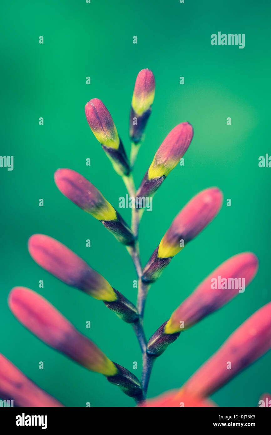 Abstrakter Ausschnitt eines Blütenstandes, Crossentwicklung, Nahaufnahme, Foto Stock