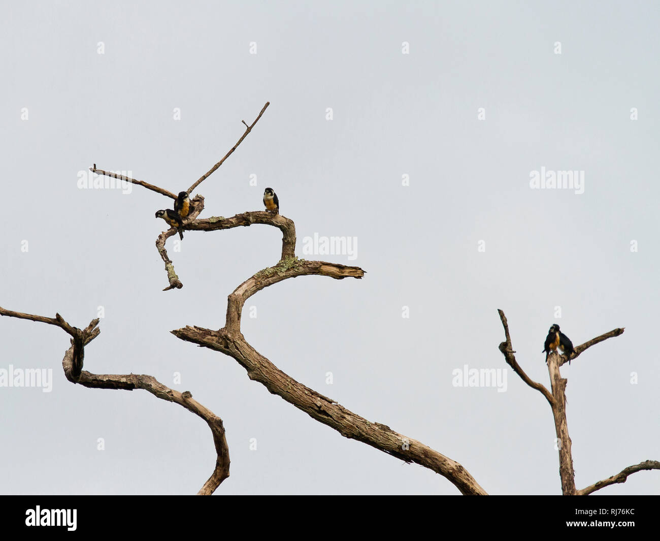 Finkenfälkchen, ( Microhierax fringillarius ), Kaeng Krachan, Phetchaburi, Thailandia Foto Stock