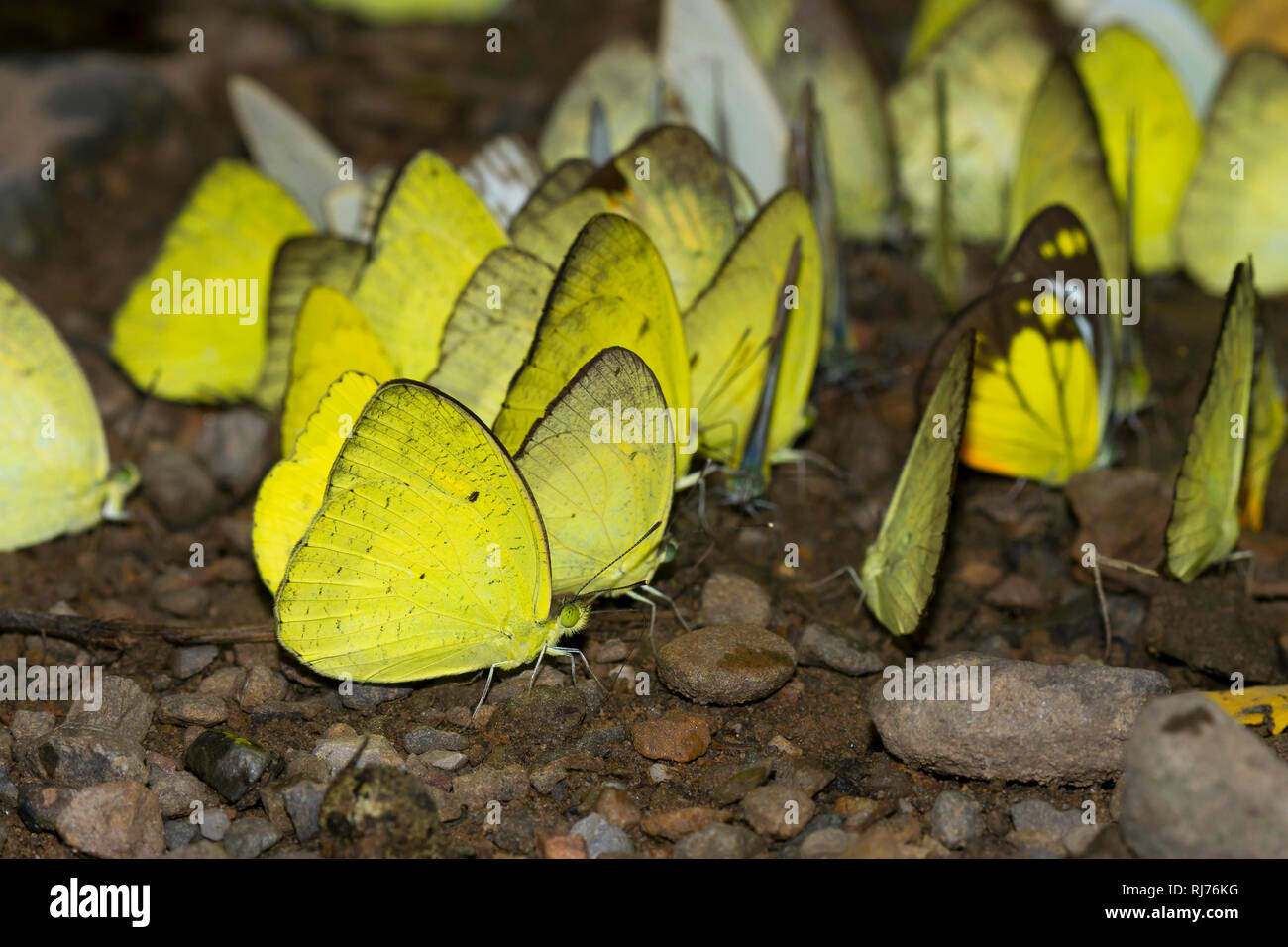 A vacillare, Gelblinge ( Eurema hecabe ), Kaeng Krachan, Phetchaburi, Thailandia Foto Stock