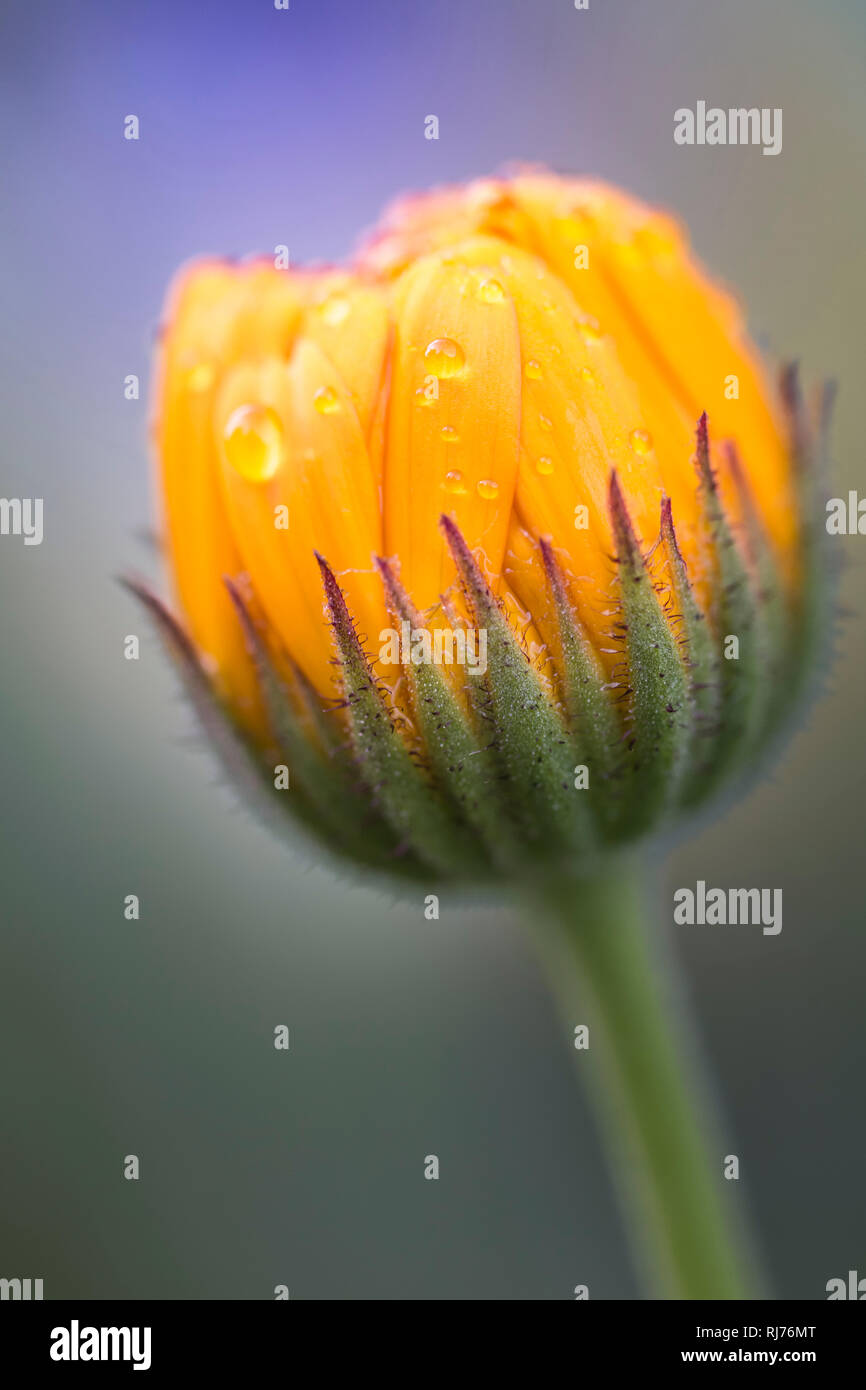 Tau Knospe bedeckte einer Ringelblume, Calendula officinalis, Dotterblume, Goldblume, Butterblume, Marienbloem, Haussonnenwirbel, Ringelken, Ringelkru Foto Stock