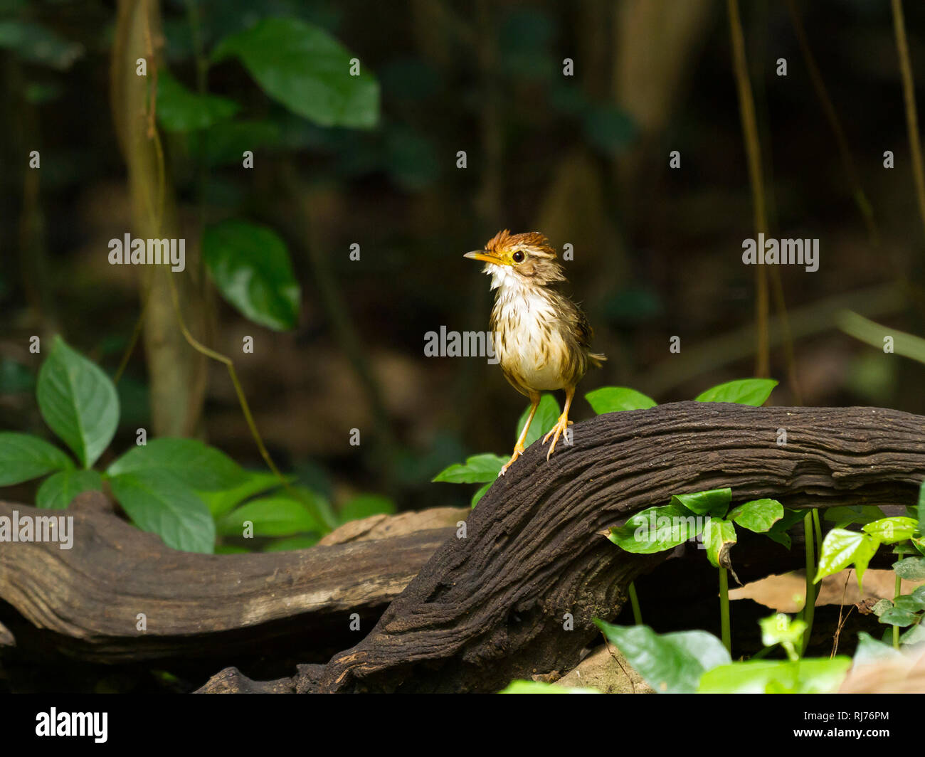 Streifenbrustamalie, ( Pellorneum ruficeps), Kaeng Krachan, Phetchaburi, Thailandia Foto Stock
