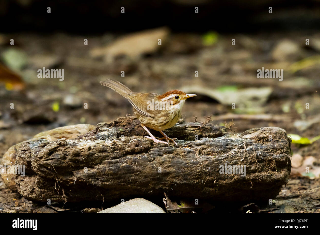 Streifenbrusttimalie, ( Pellorneum ruficeps), Kaeng Krachan, Thailandia, Asien Foto Stock
