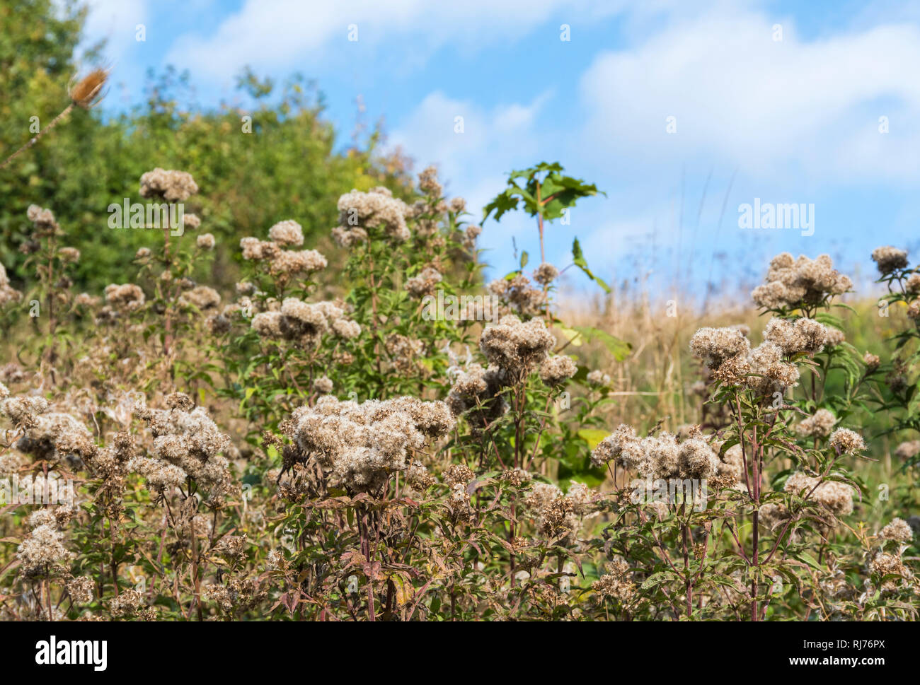 Creeping Thistle (Cirsium arvense) stabilimento di seme che cresce in autunno nel Regno Unito. Foto Stock