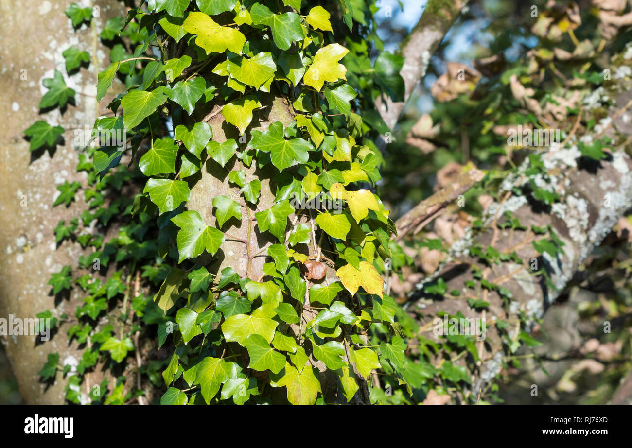 Ivy superriduttore (Hedera) crescente e salendo su un tronco di albero in autunno nel Regno Unito. Foto Stock