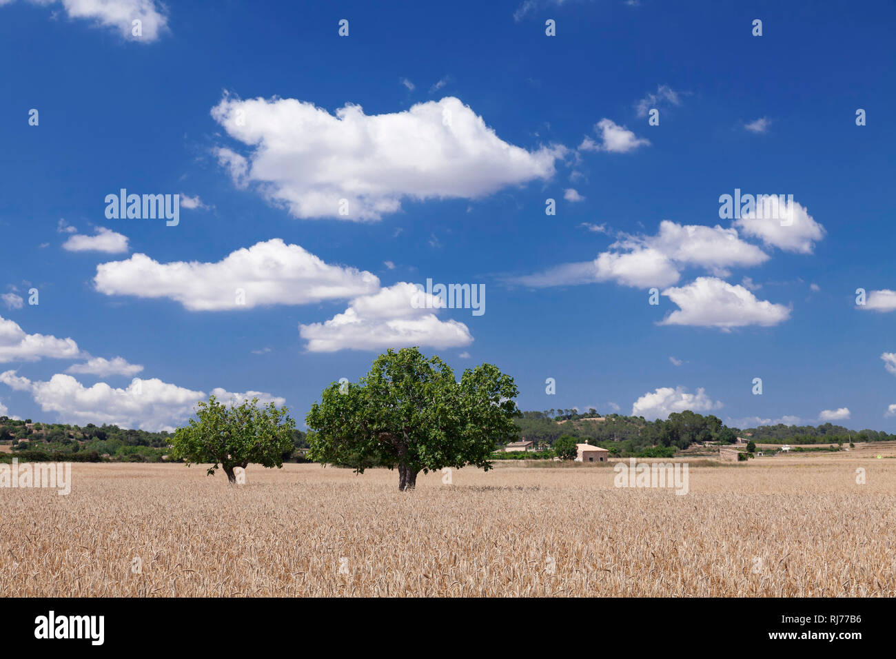 Getreidefeld und Finca, bei Sineu, Mallorca, Balearen, Spanien Foto Stock