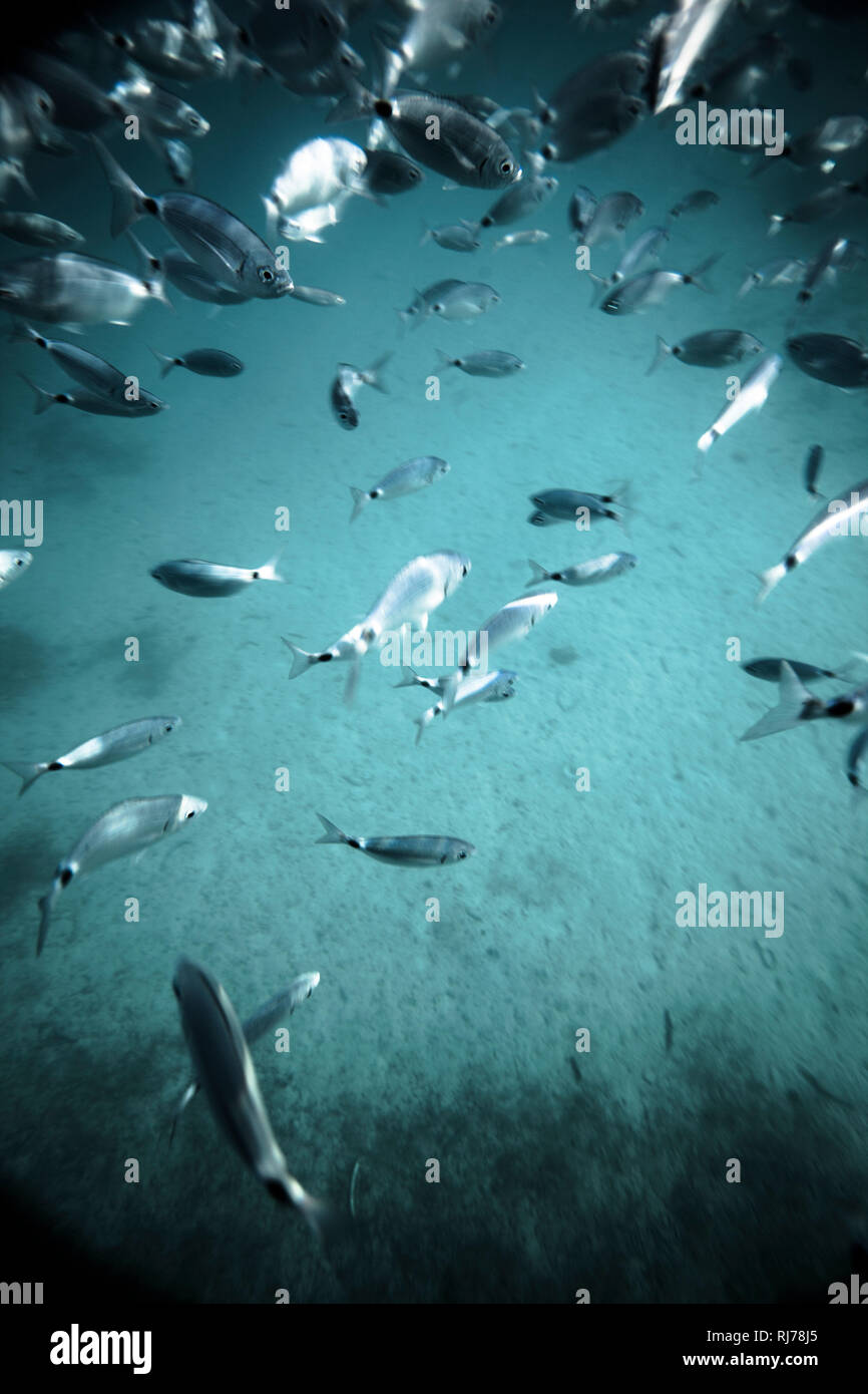 Fischschwarm unter Wasser, Foto Stock