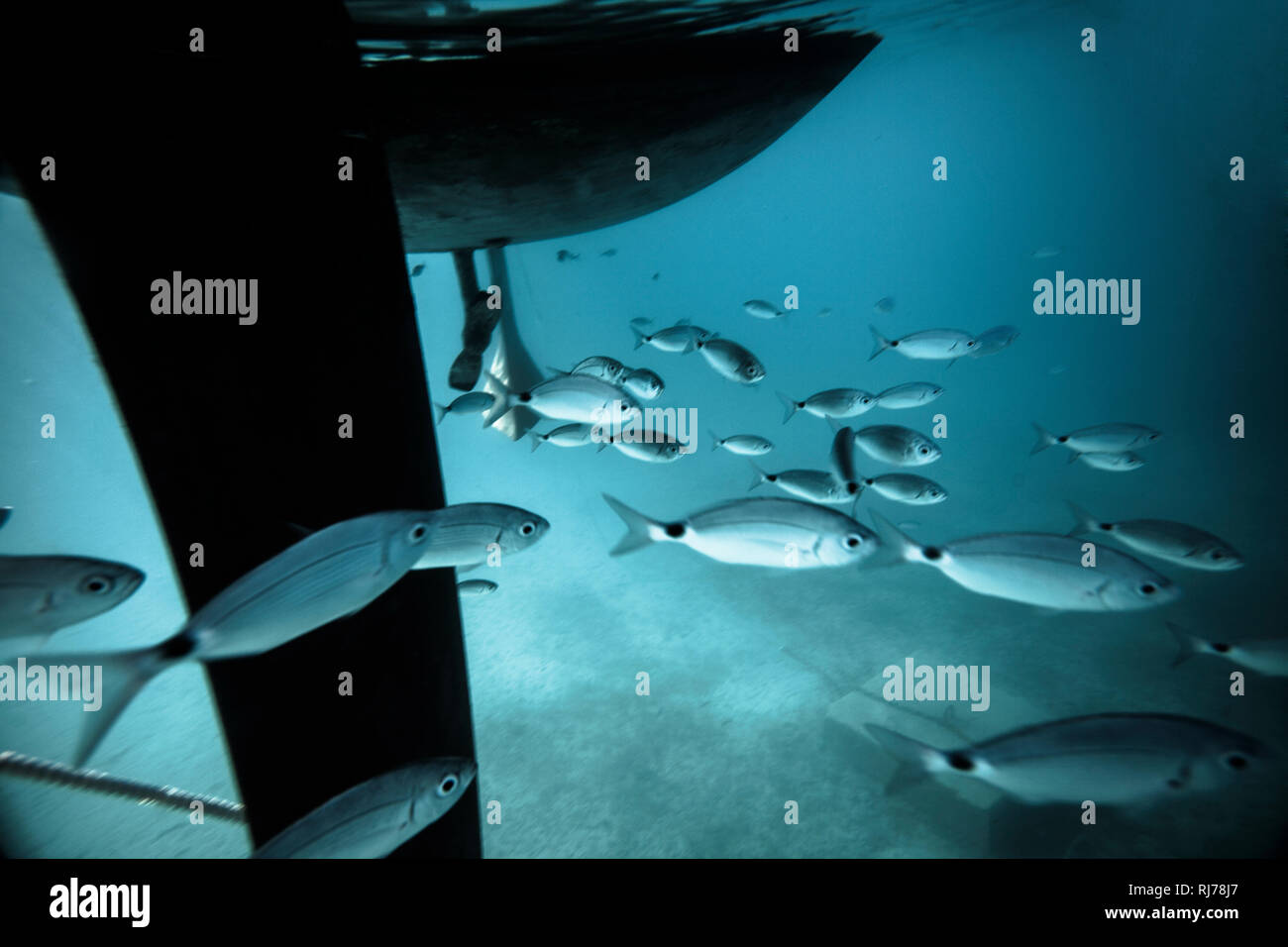 Fischschwarm unter Wasser, Foto Stock