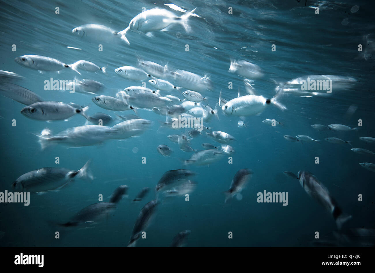 Fischschwarm unter Wasser, Foto Stock