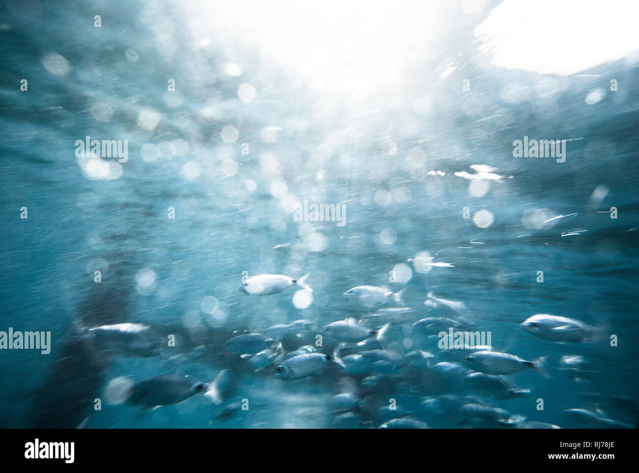 Fischschwarm unter Wasser, Foto Stock